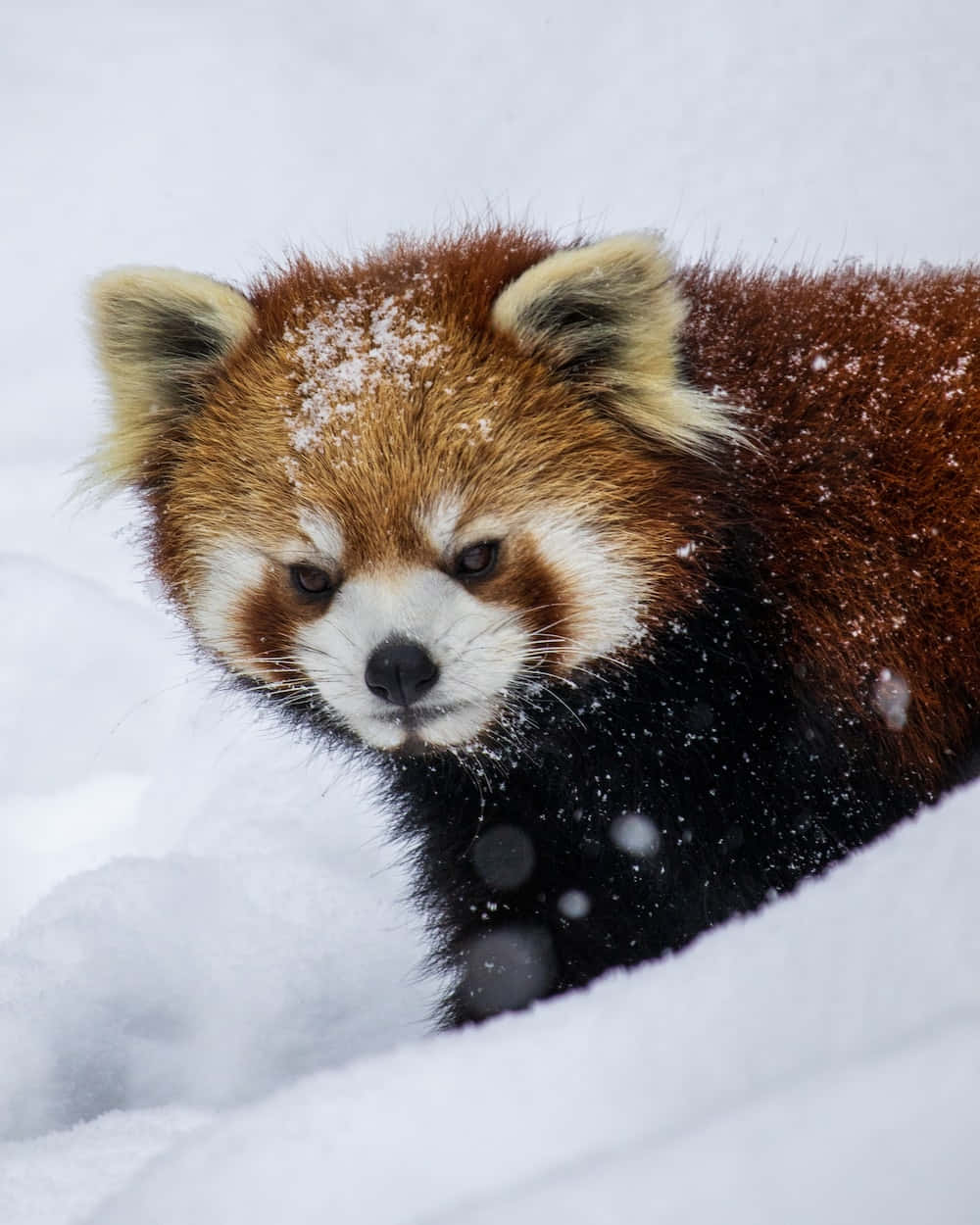 動物 桌布 壁紙 — 一隻頭上有雪花的小熊貓好奇地從雪堆中探出頭來。