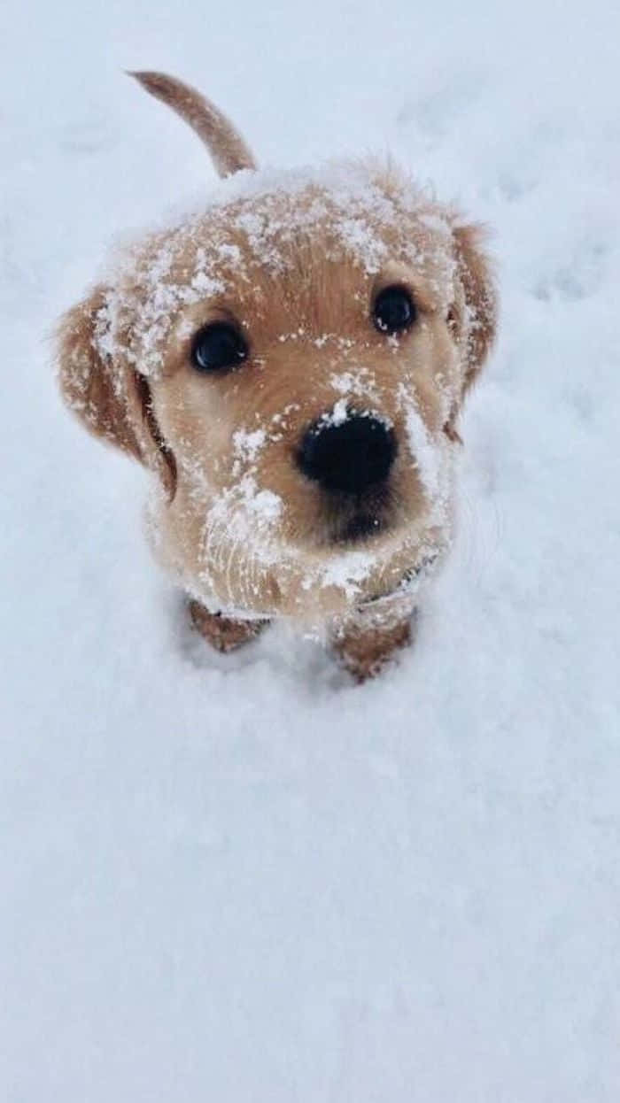 狗 桌布 壁紙 — 一隻頭上有雪花的黃金獵犬幼犬，在雪地裡好奇地向上看。