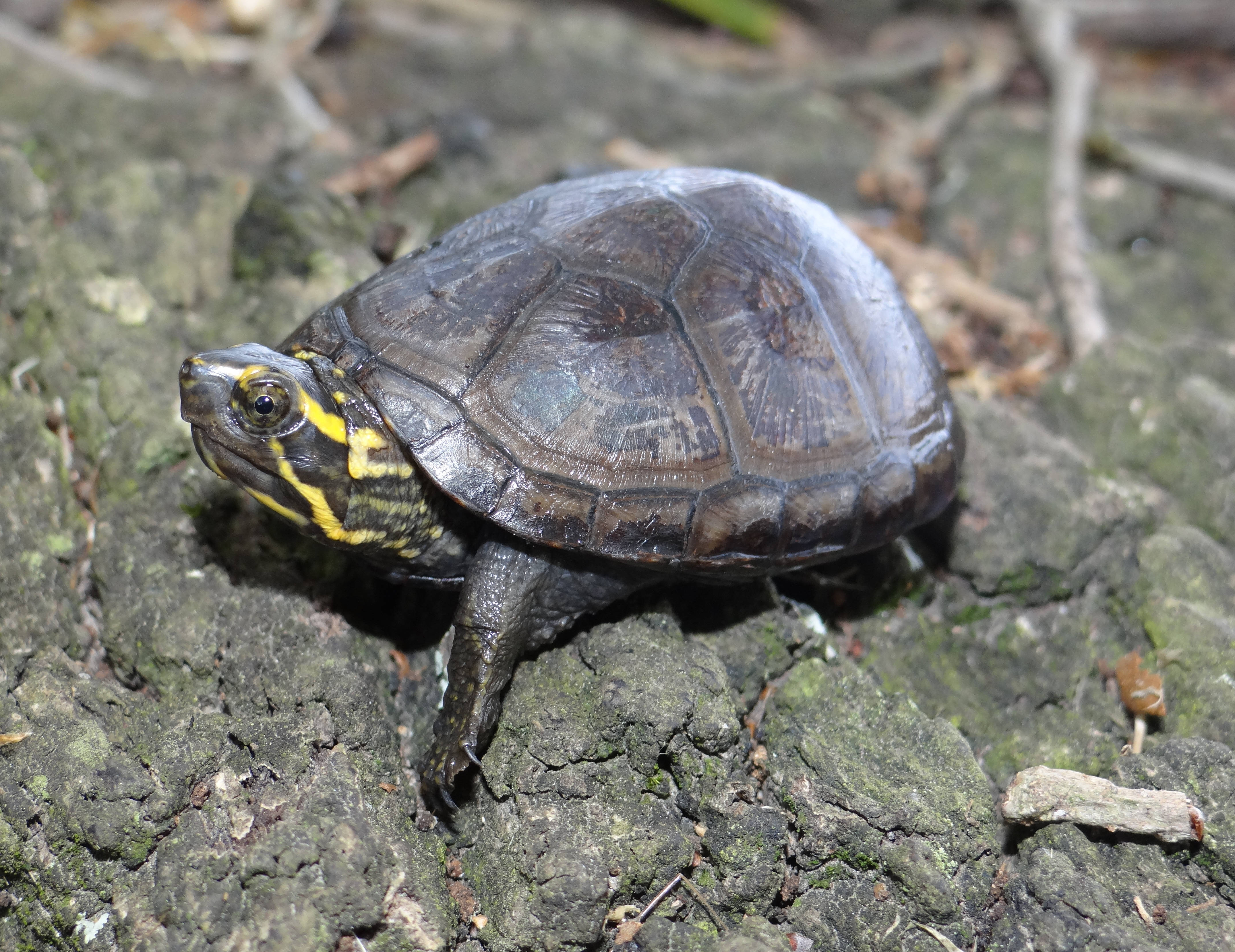Turtle 桌布 壁紙 — 一隻頭上有黃色條紋的小烏龜在長滿苔蘚的岩石表面上休息。