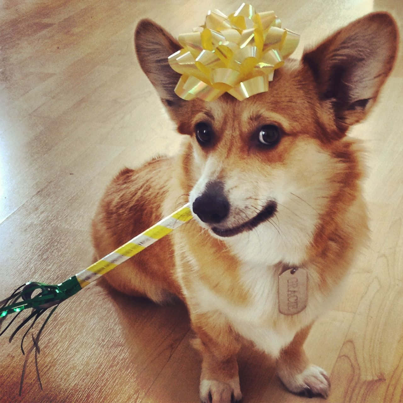 Corgi Funny 桌布 壁紙 — 一隻頭戴金色蝴蝶結的柯基犬坐在木地板上，嘴裡叼著派對彩帶。