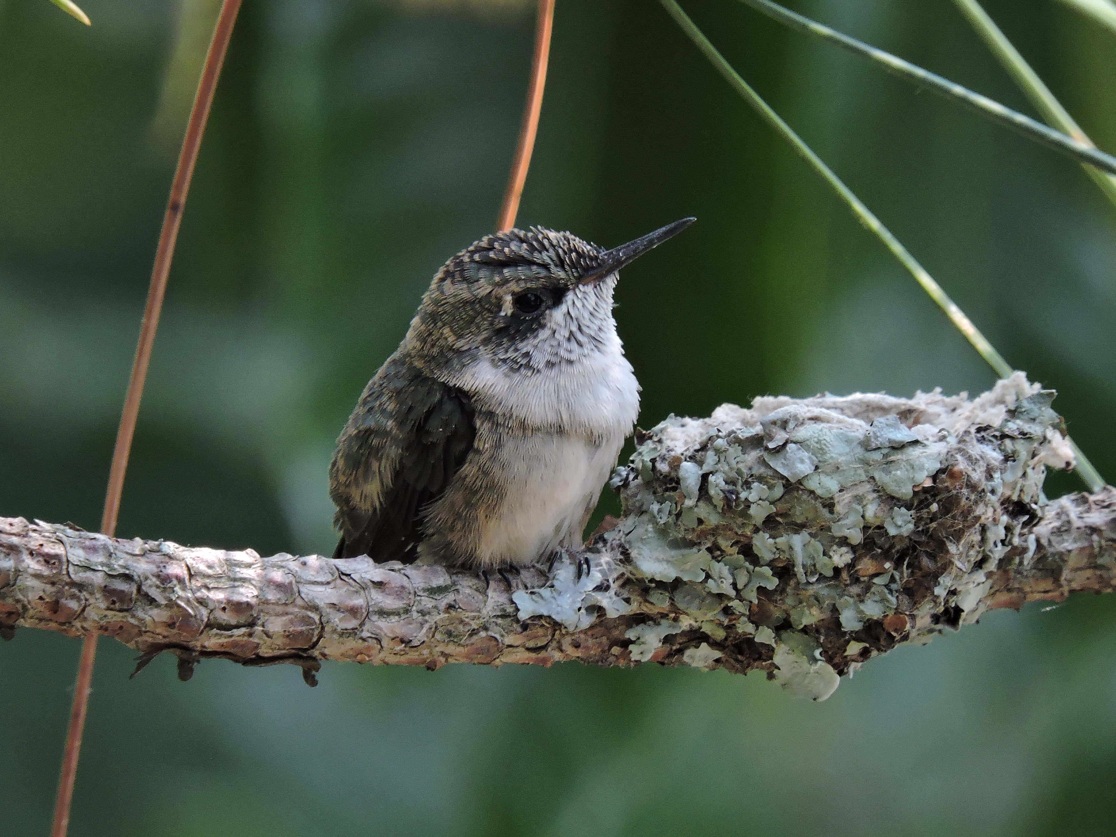 Hummingbird Nest 桌布 壁紙 — 一隻頭部有斑點、胸部白色的小蜂鳥棲息在長滿地衣的松樹枝上，背景是柔和的綠色。