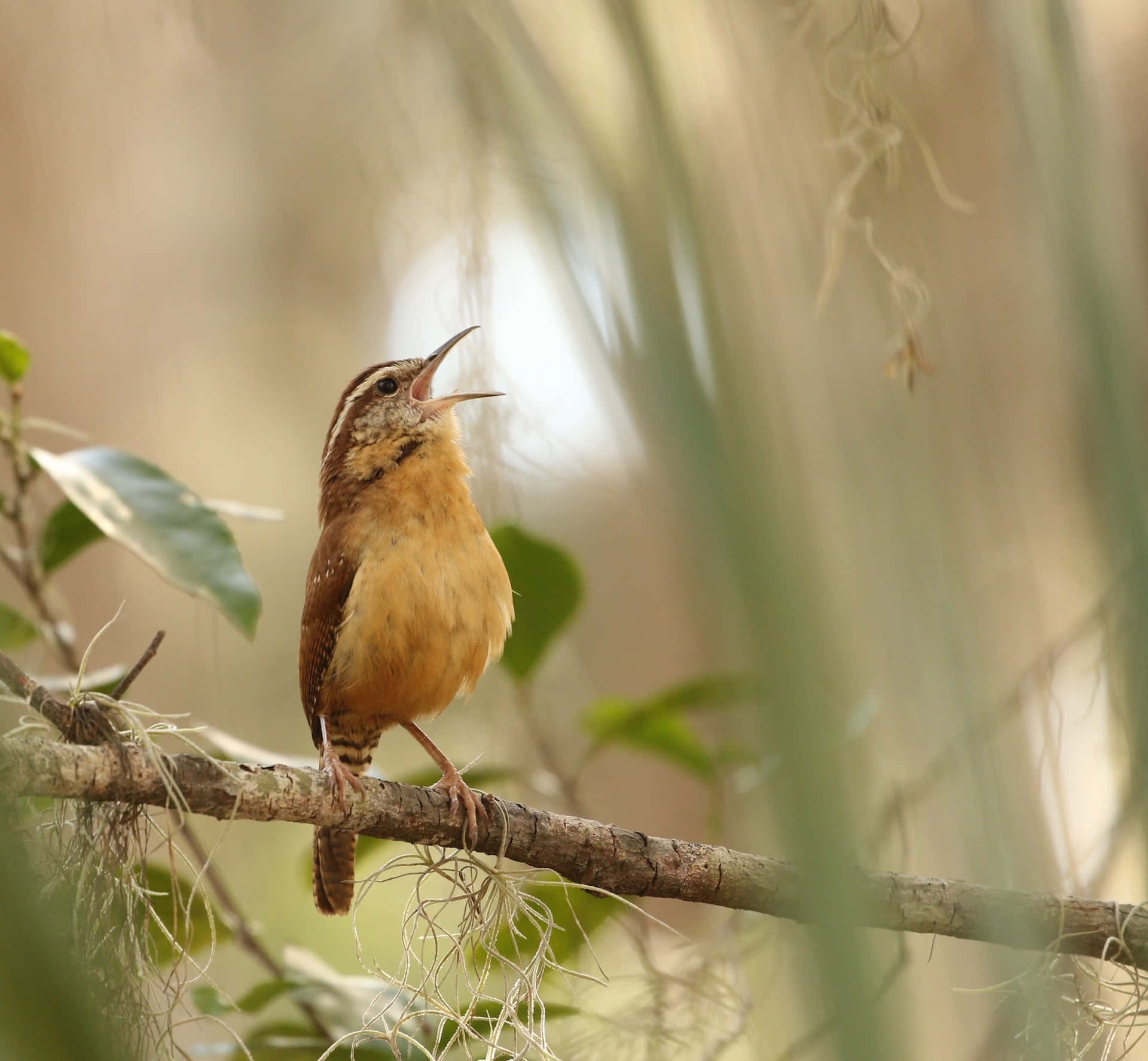 Birds Chirping 桌布 壁紙 — 一隻頭部有條紋的棕色小鳥棲息在樹枝上，張開喙對著柔和模糊的綠色背景歌唱。