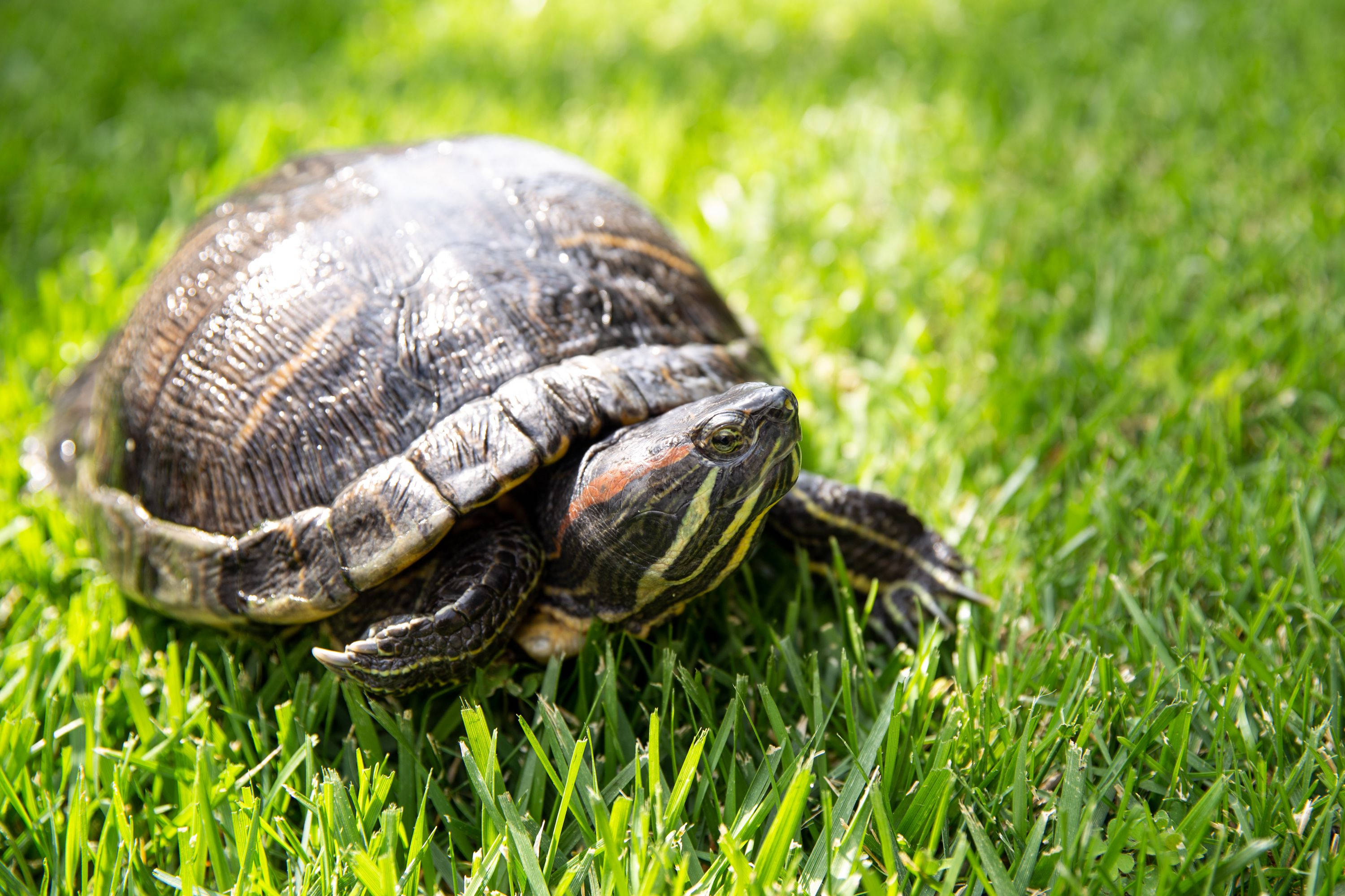Turtle 桌布 壁紙 — 一隻頭部有紅色和黃色條紋的彩繪龜在明亮的陽光下休息在鮮綠色的草地上。