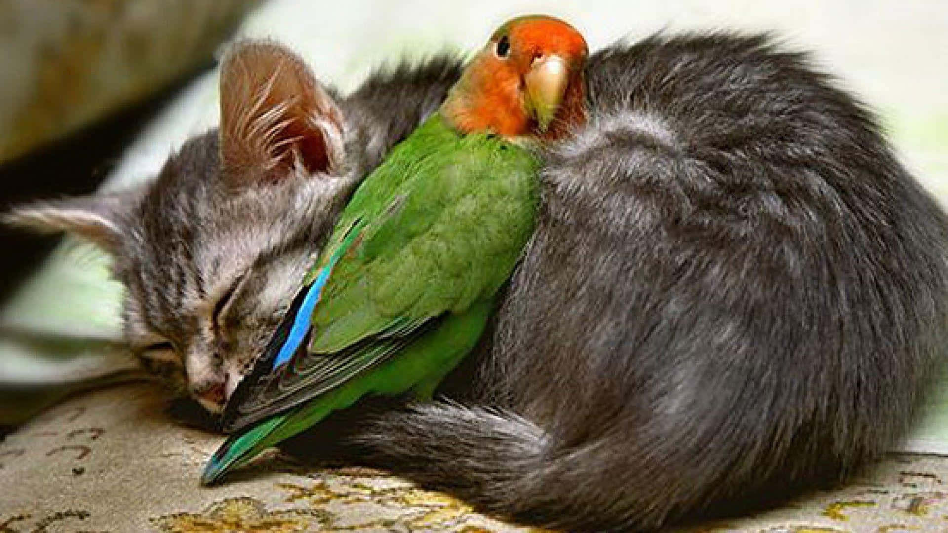 Cute Bird 桌布 壁紙 — 一隻頭部橙色的小型綠色愛情鳥，安詳地棲息在一隻正在睡覺的灰色虎斑貓身上。