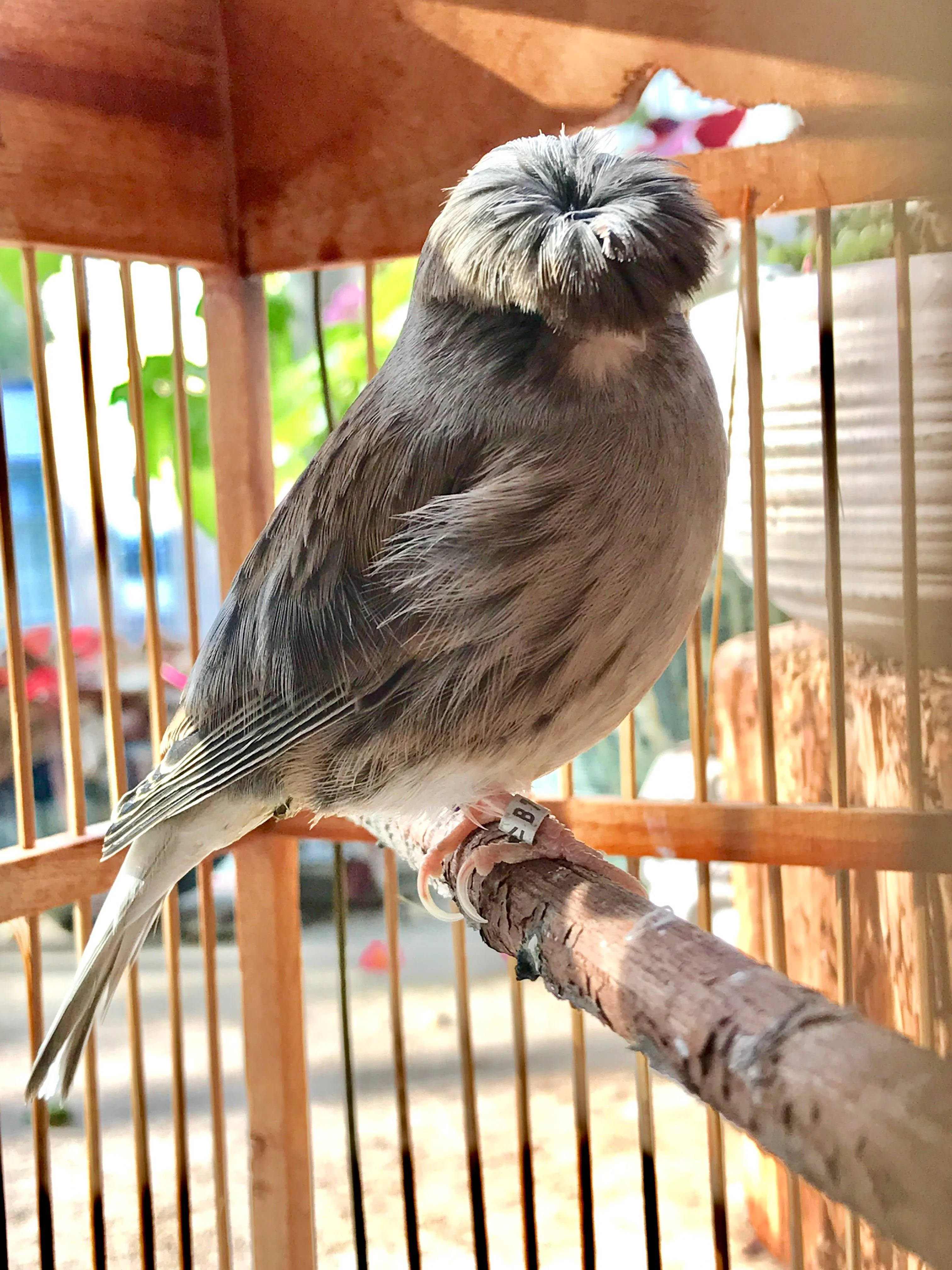 鳥 桌布 壁紙 — 一隻頭部蓬鬆的灰色小鳥平靜地棲息在一個有垂直欄杆、陽光照射的籠子內的木枝上。