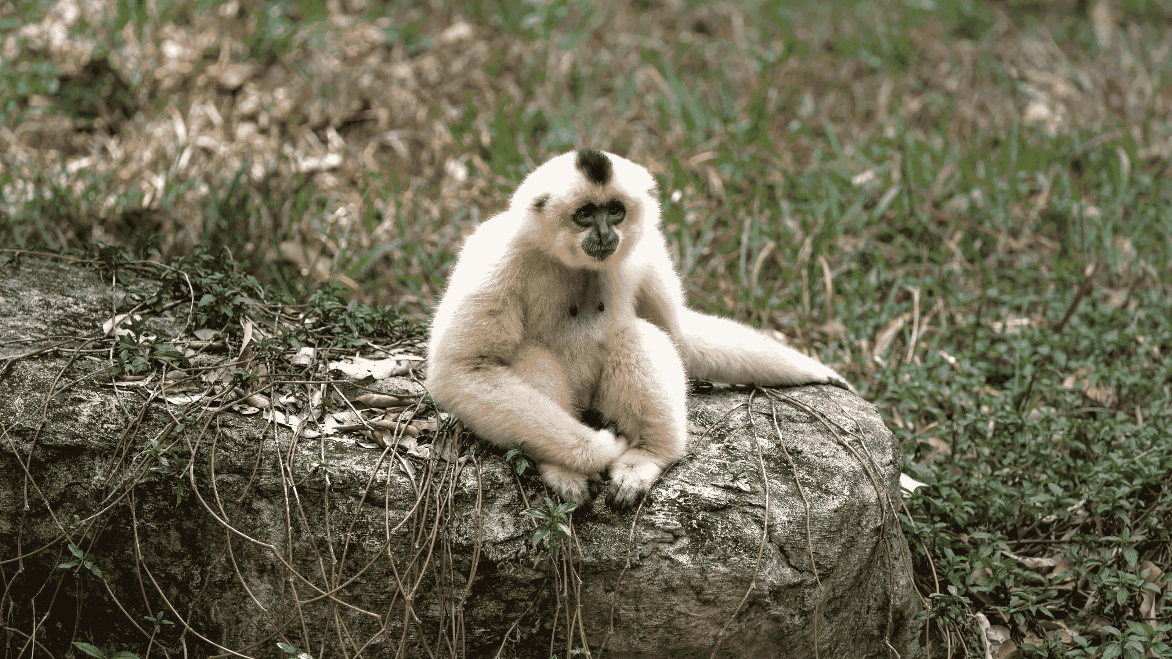 動物 桌布 壁紙 — 一隻頭頂有黑色簇毛的白長臂猿平靜地坐在長滿青苔的石頭上，周圍是綠色植物。
