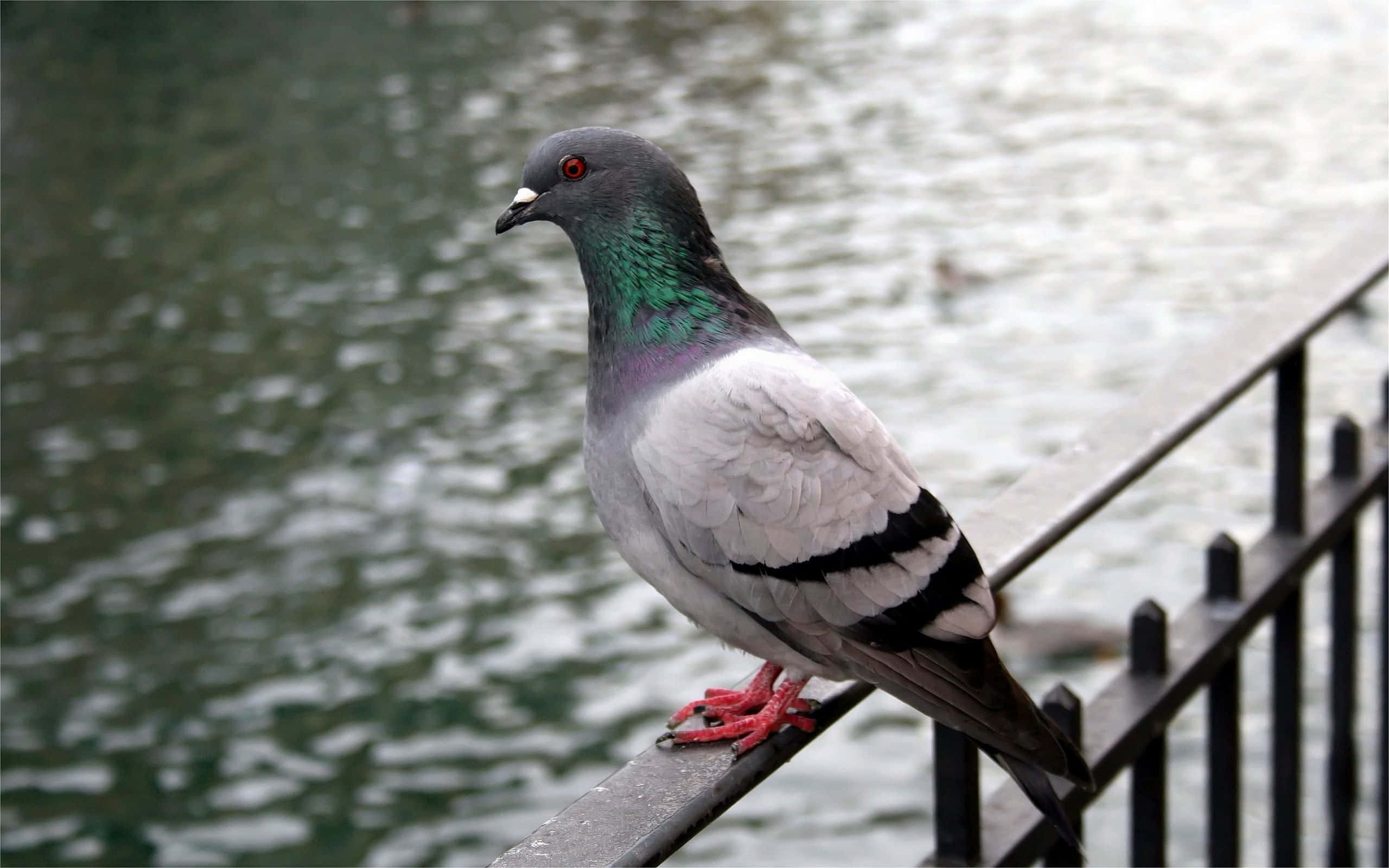 pigeon 桌布 壁紙 — 一隻頸部帶有虹彩綠色、腳部紅色的鴿子，棲息在金屬欄杆上，旁邊是漣漪的水面。