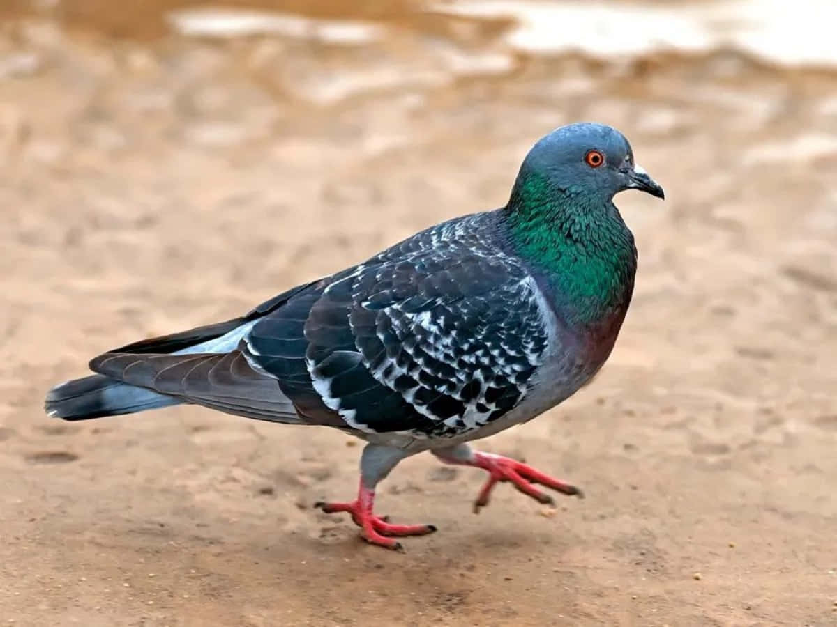 pigeon 桌布 壁紙 — 一隻頸部帶有虹彩綠色、腳部紅色的原鴿在沙地上行走的特寫。
