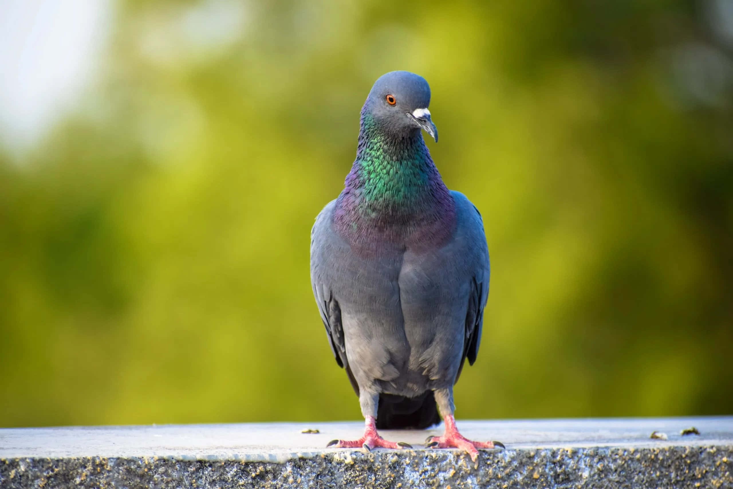 pigeon 桌布 壁紙 — 一隻頸部帶有虹彩綠色羽毛的鴿子特寫，站在混凝土邊緣上，背景是模糊的綠色。
