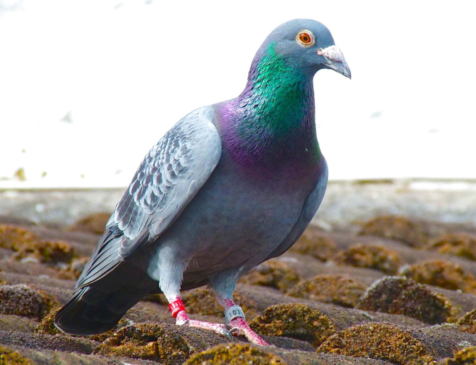 pigeon 桌布 壁紙 — 一隻頸部羽毛呈現虹彩綠色和紫色的鴿子，近距離特寫站立在長滿苔蘚的石頭上。