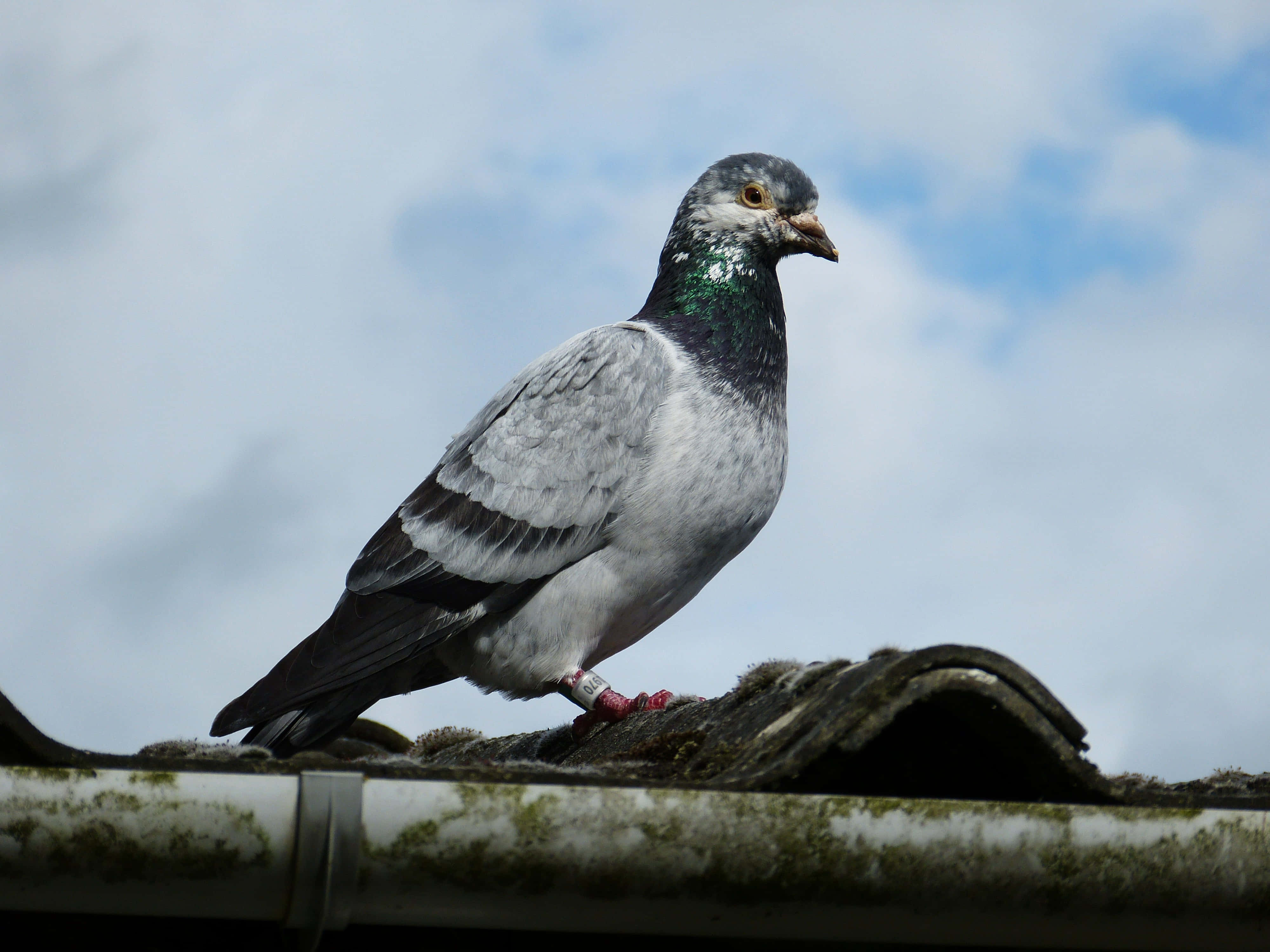 pigeon 桌布 壁紙 — 一隻頸部羽毛閃爍虹彩的鴿子警覺地棲息在長滿青苔的瓦片屋頂上，背景是陰天。