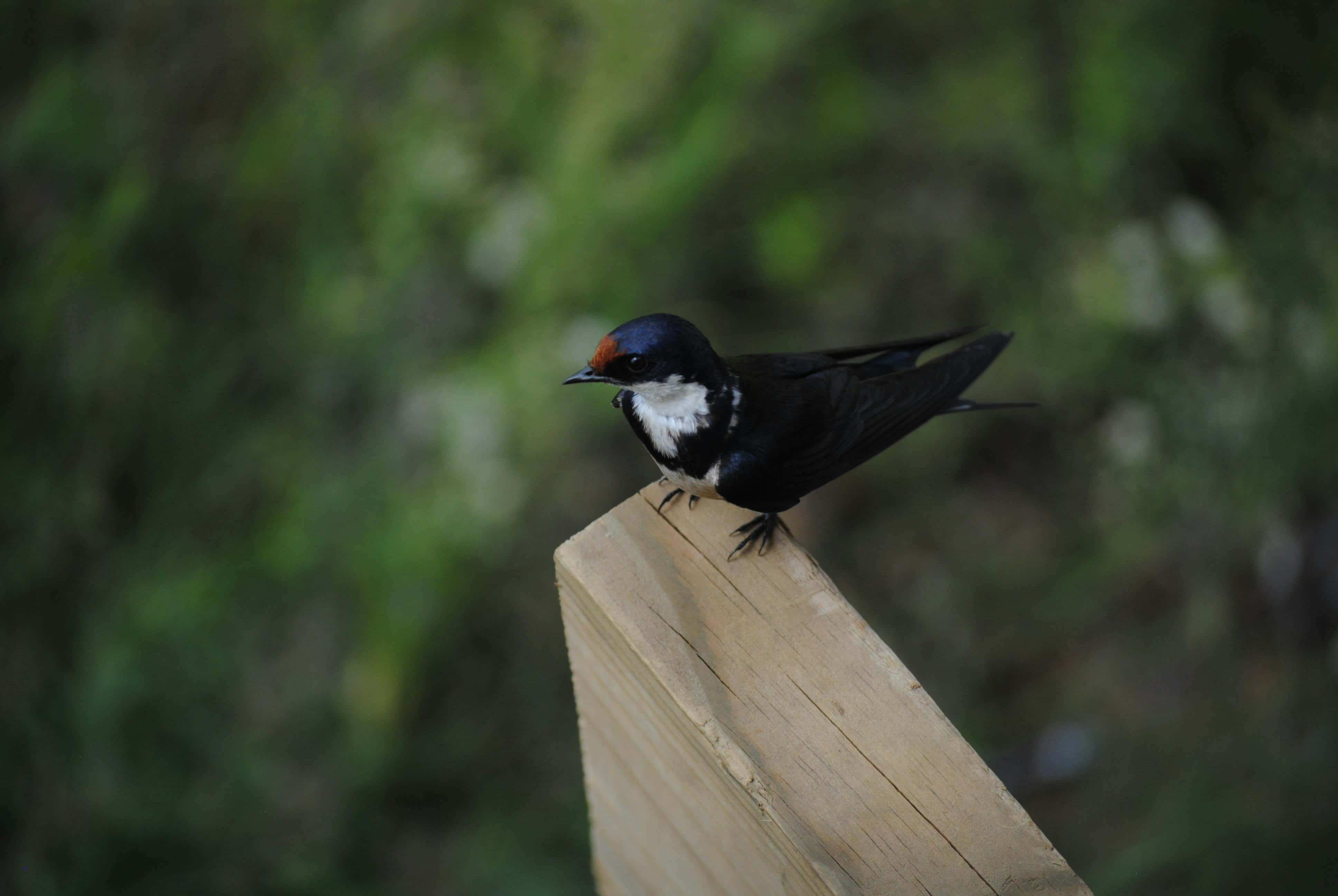 Swallow Bird 桌布 壁紙 — 一隻額頭紅色的小燕子警覺地棲息在風化的木柱上，背景是柔和的綠色模糊背景。