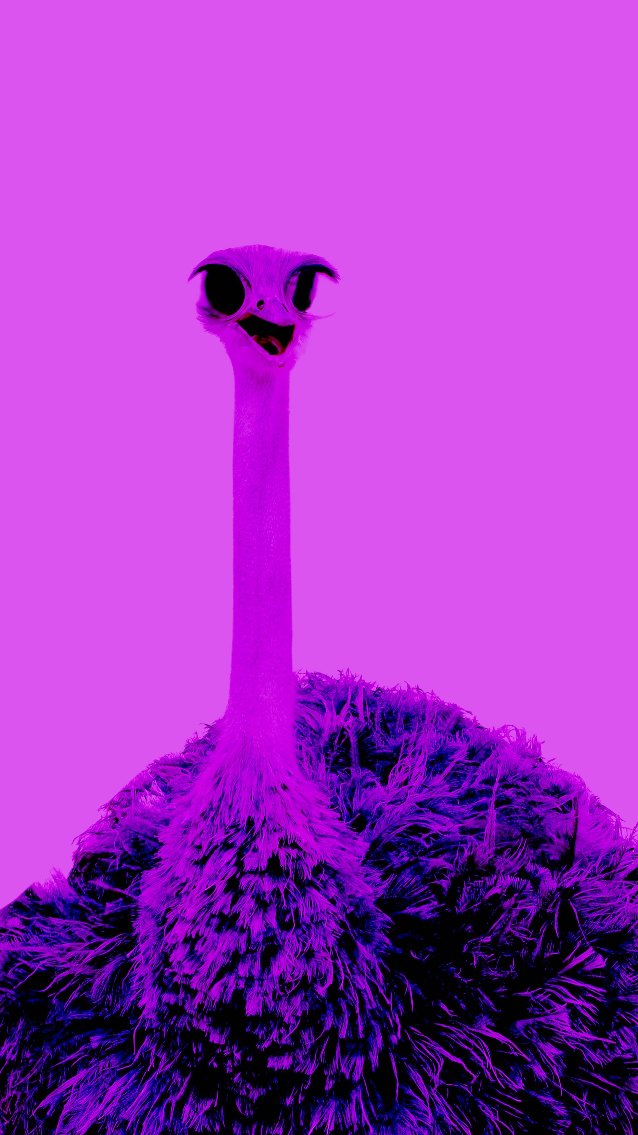 動物 桌布 壁紙 — 一隻風格化的鴕鳥，帶著燦爛的笑容和太陽眼鏡，站在純色鮮豔的紫色背景前。