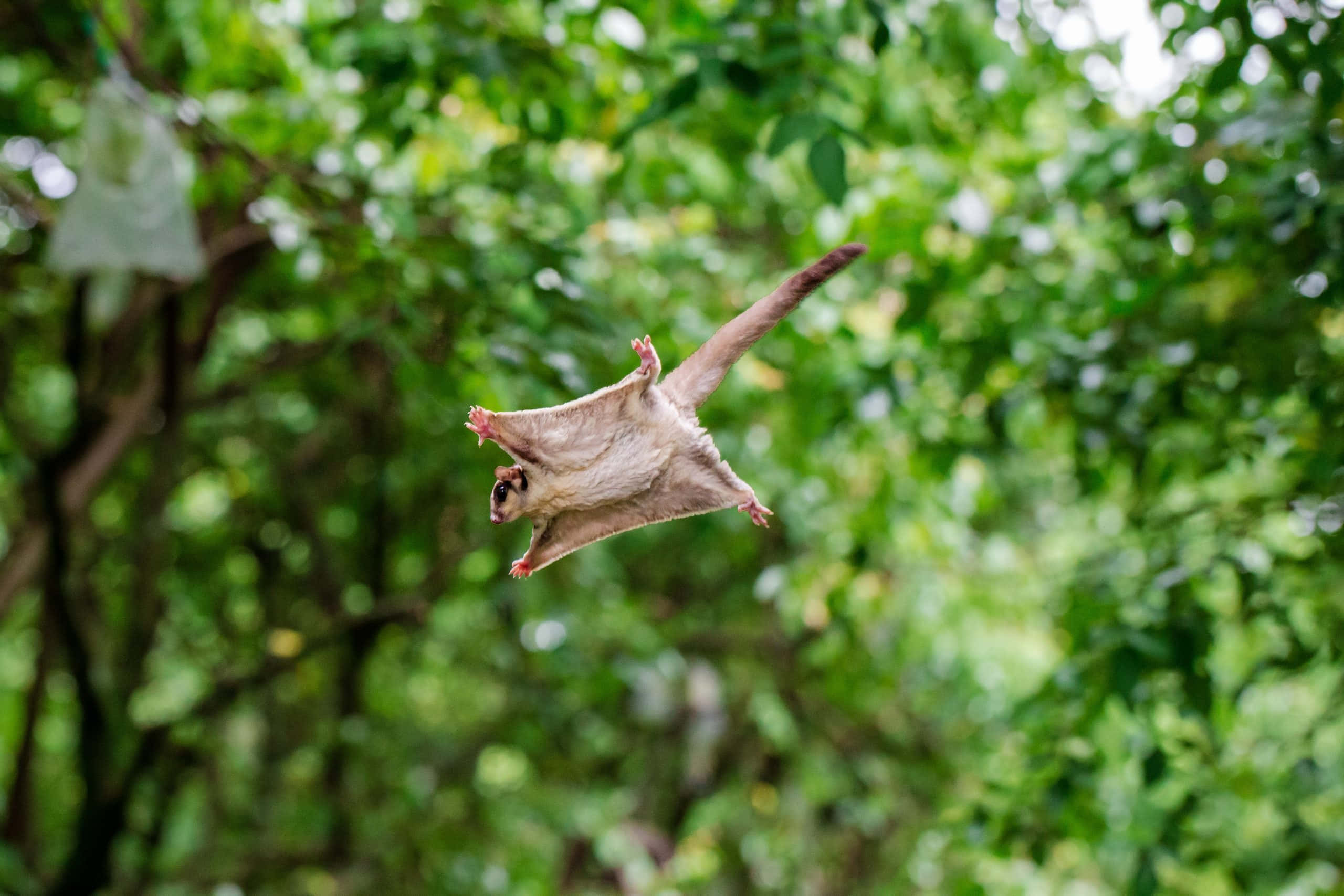 Flying Squirrel 桌布 壁紙 — 一隻飛鼠優雅地滑翔穿過茂密的綠色森林樹冠，背景是模糊的樹葉。