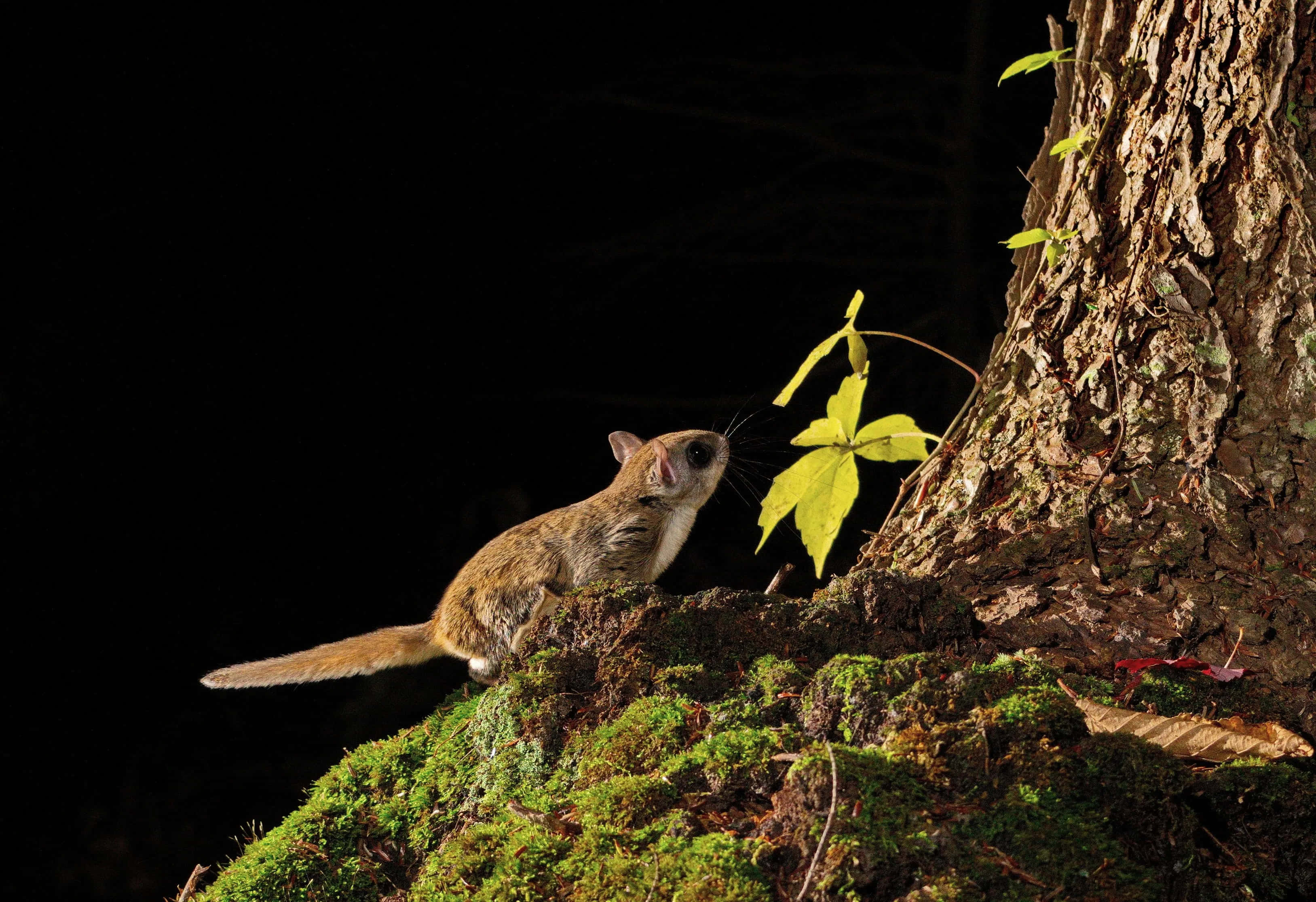 Flying Squirrel 桌布 壁紙 — 一隻飛鼠在夜間棲息在長滿苔蘚的樹幹上，被聚光燈照亮，背景為黑色。