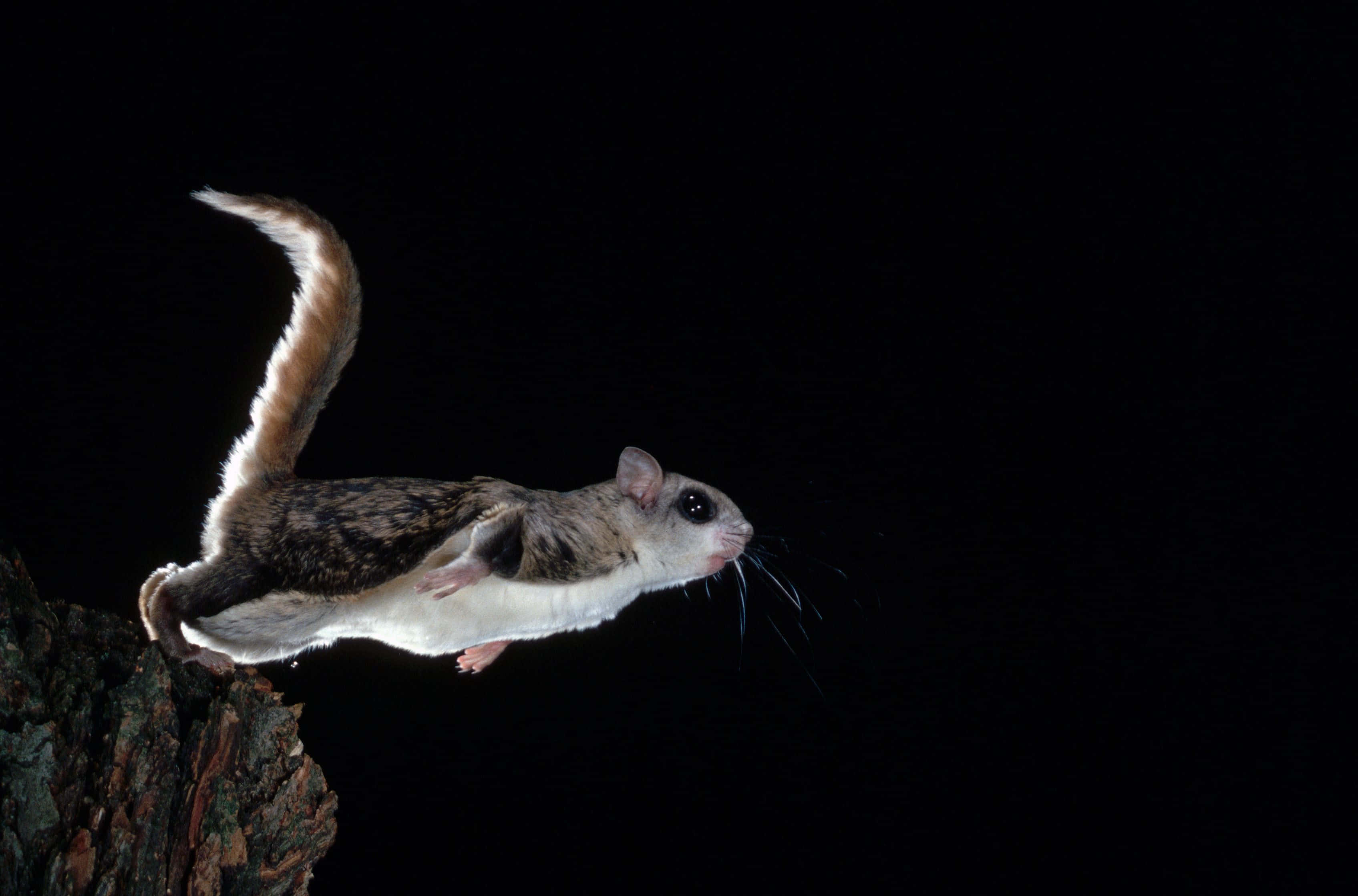 Flying Squirrel 桌布 壁紙 — 一隻飛鼠在漆黑的背景中於半空中滑翔，尾巴向上彎曲，皮毛在聚光燈下閃閃發光。
