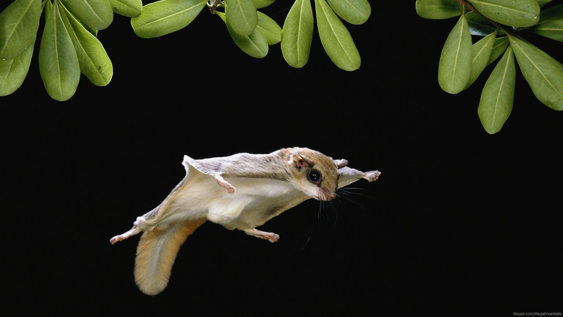 Glider 桌布 壁紙 — 一隻飛鼠在茂密的綠葉之間優雅地滑翔，背景是純黑色。