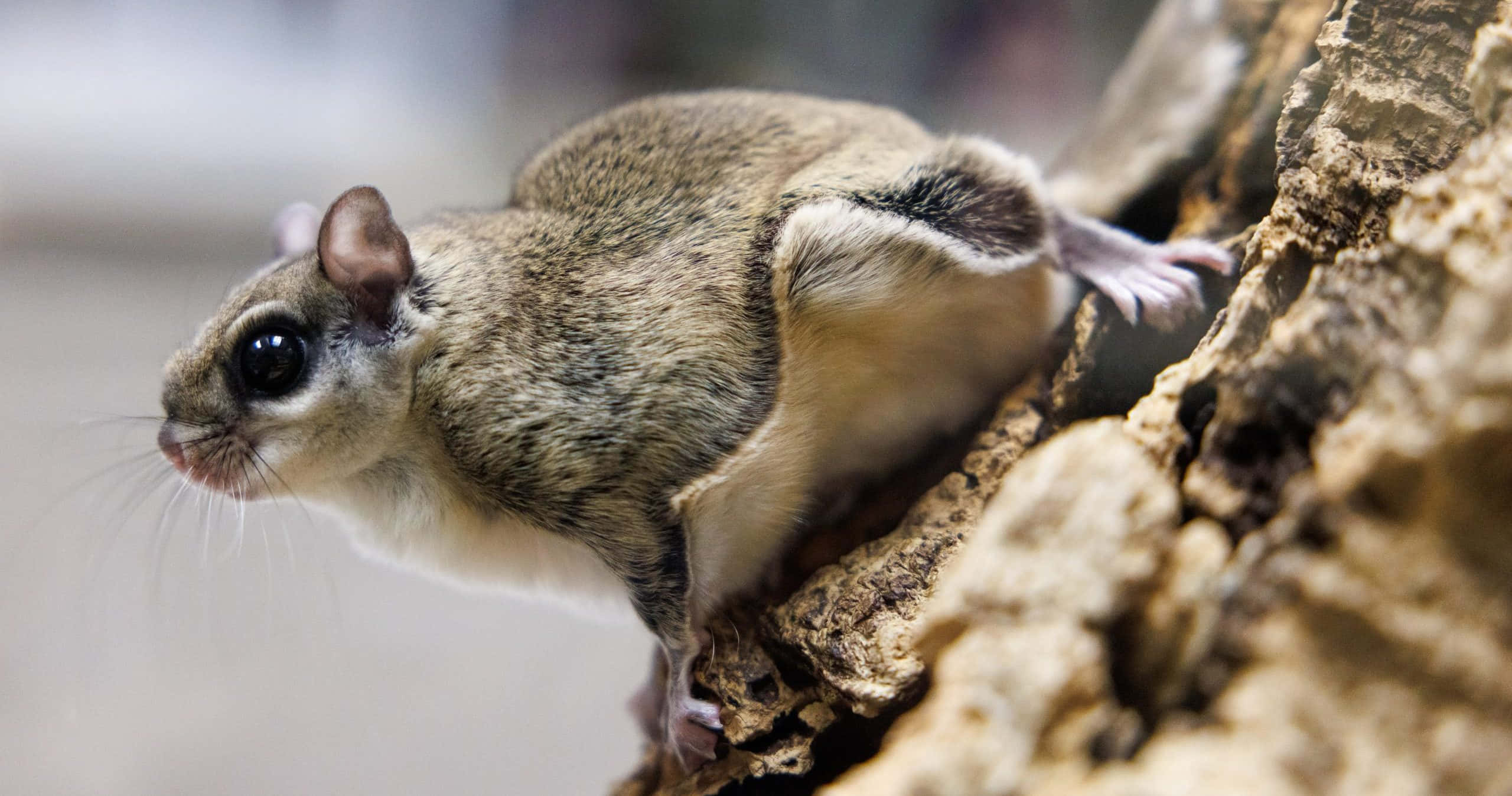 Flying Squirrel 桌布 壁紙 — 一隻飛鼠棲息在粗糙樹幹上的特寫，擁有柔軟的毛髮和一雙大而黑的眼睛。