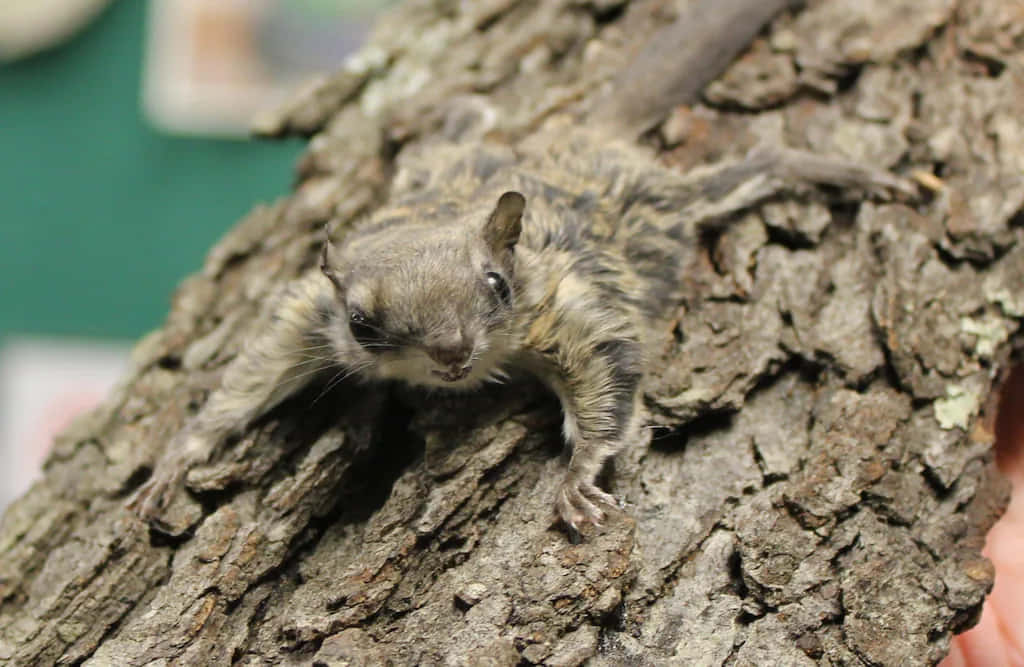 Flying Squirrel 桌布 壁紙 — 一隻飛鼠用睜大的眼睛和伸展的四肢緊貼在粗糙的樹幹上。