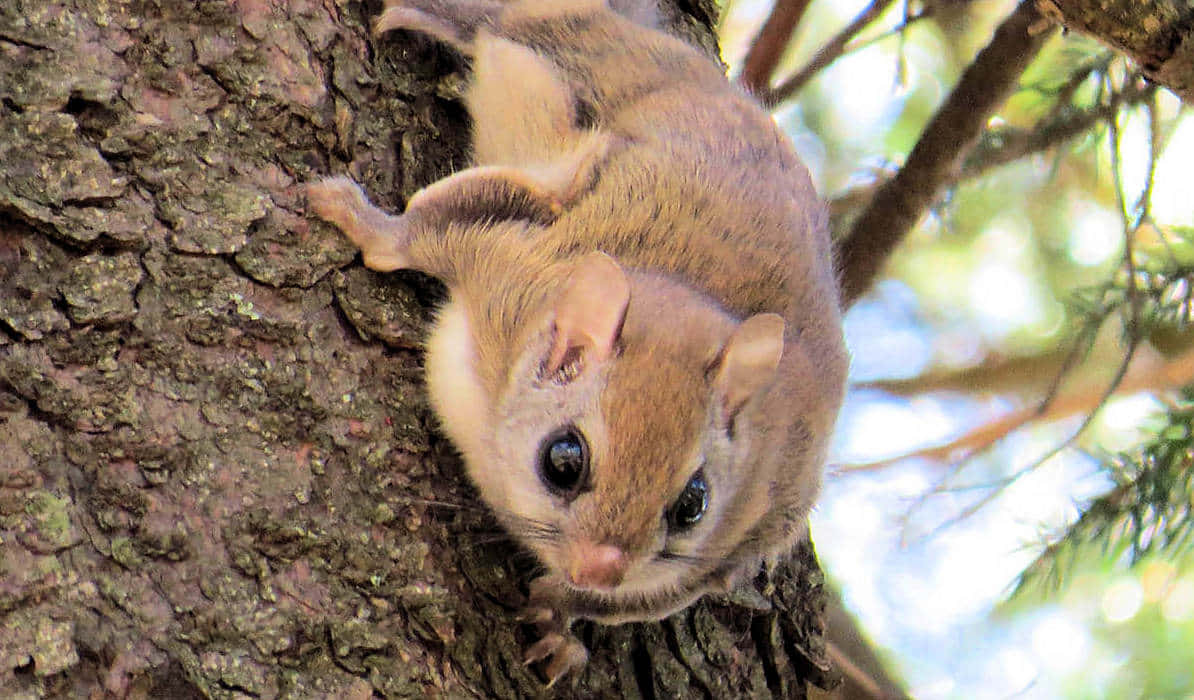 Flying Squirrel 桌布 壁紙 — 一隻飛鼠緊貼樹幹的特寫，大大的黑眼睛好奇地盯著相機。