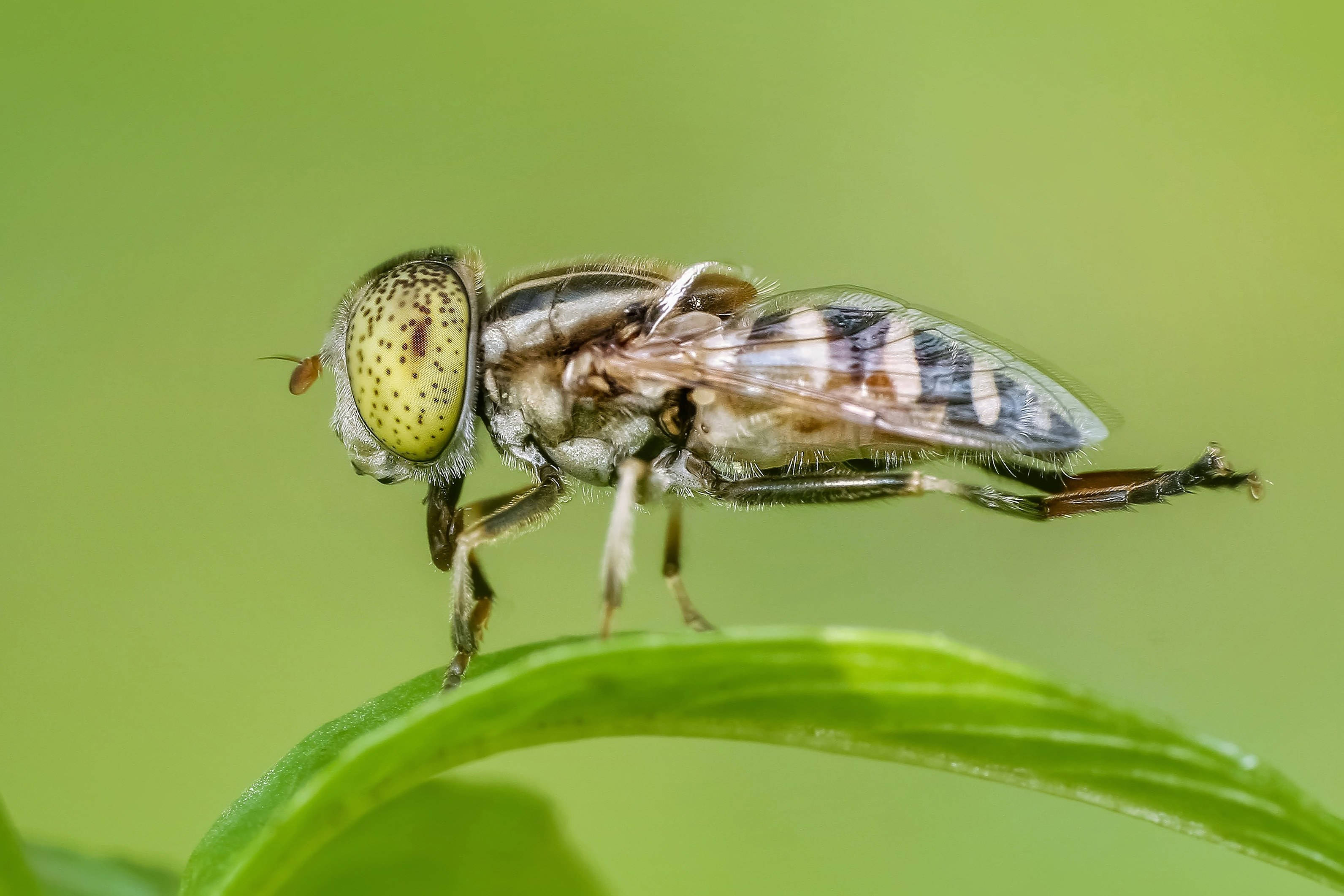 fly 桌布 壁紙 — 一隻食蚜蠅棲息在鮮綠色葉子上的特寫，背景柔和模糊。