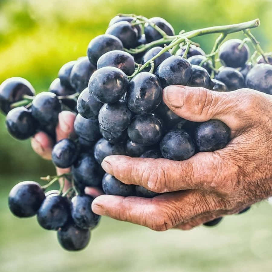 Grape 桌布 壁紙 — 一隻飽經風霜的手捧著一大串深紫色葡萄，背景是柔和的綠色模糊效果。