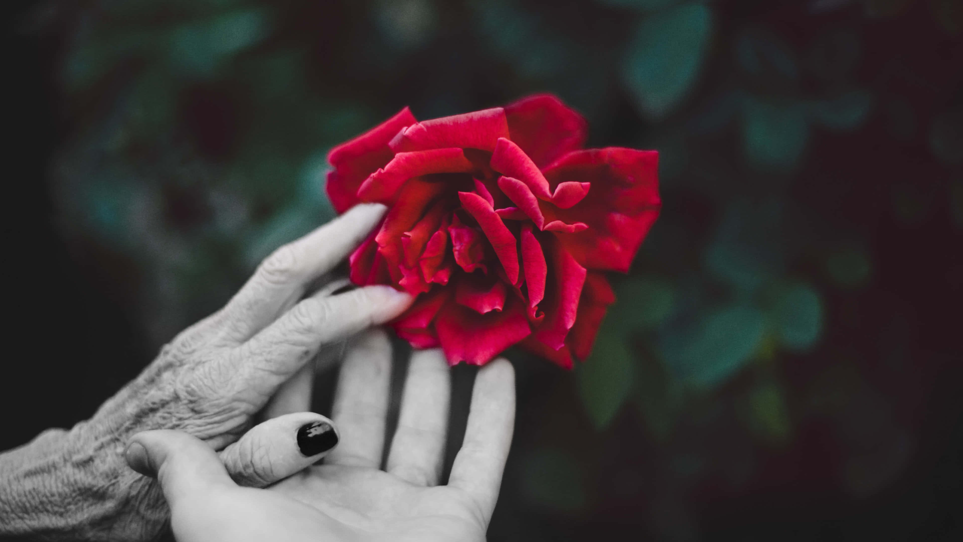 Valentines Day Roses 桌布 壁紙 — 一隻飽經風霜的手輕輕捧著一朵鮮紅玫瑰，背景是模糊的深綠色樹葉。