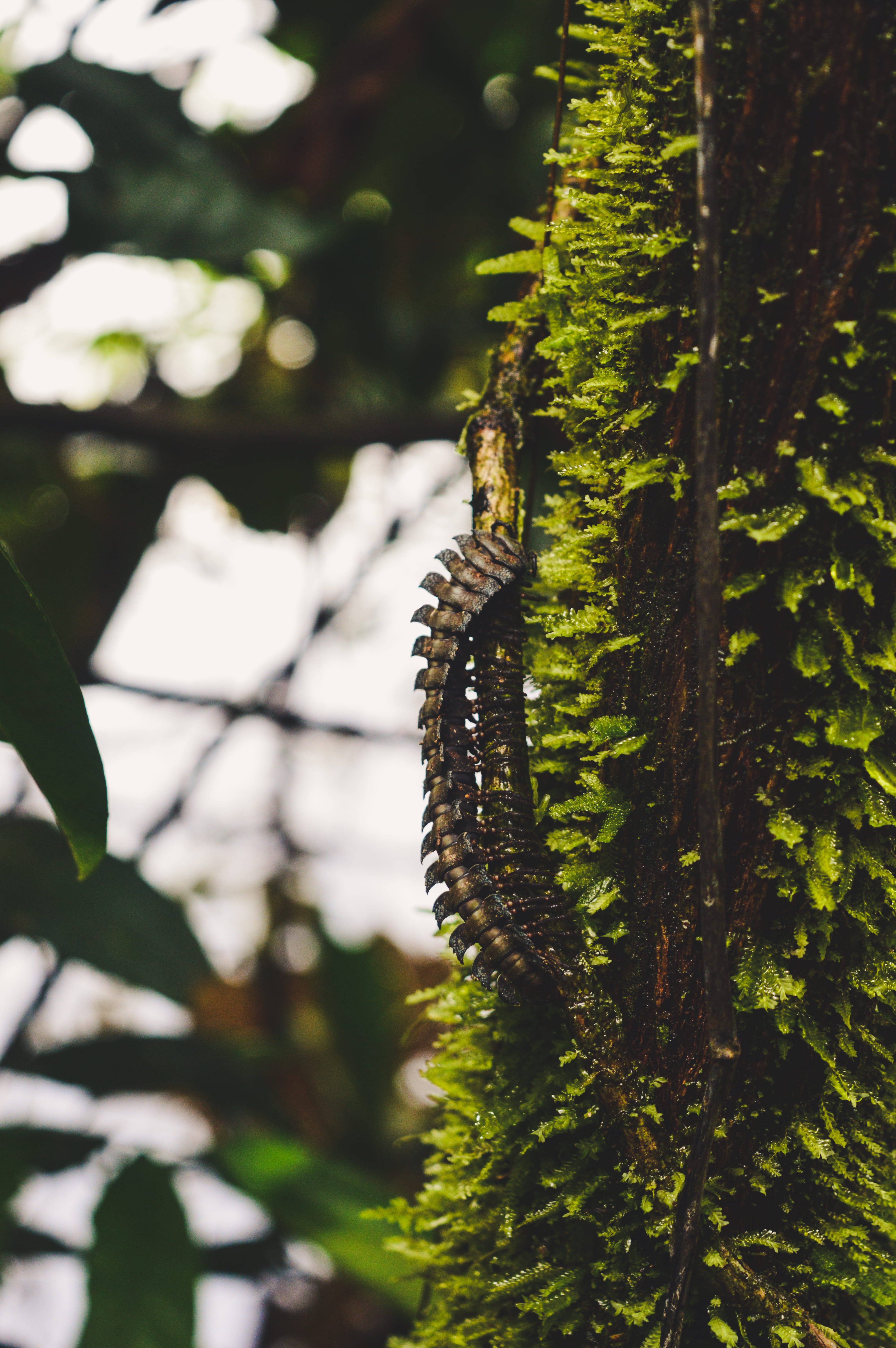 wildlife 桌布 壁紙 — 一隻馬陸在陽光斑駁的森林中，沿著長滿苔蘚的樹幹垂直爬行，背景柔和散景。
