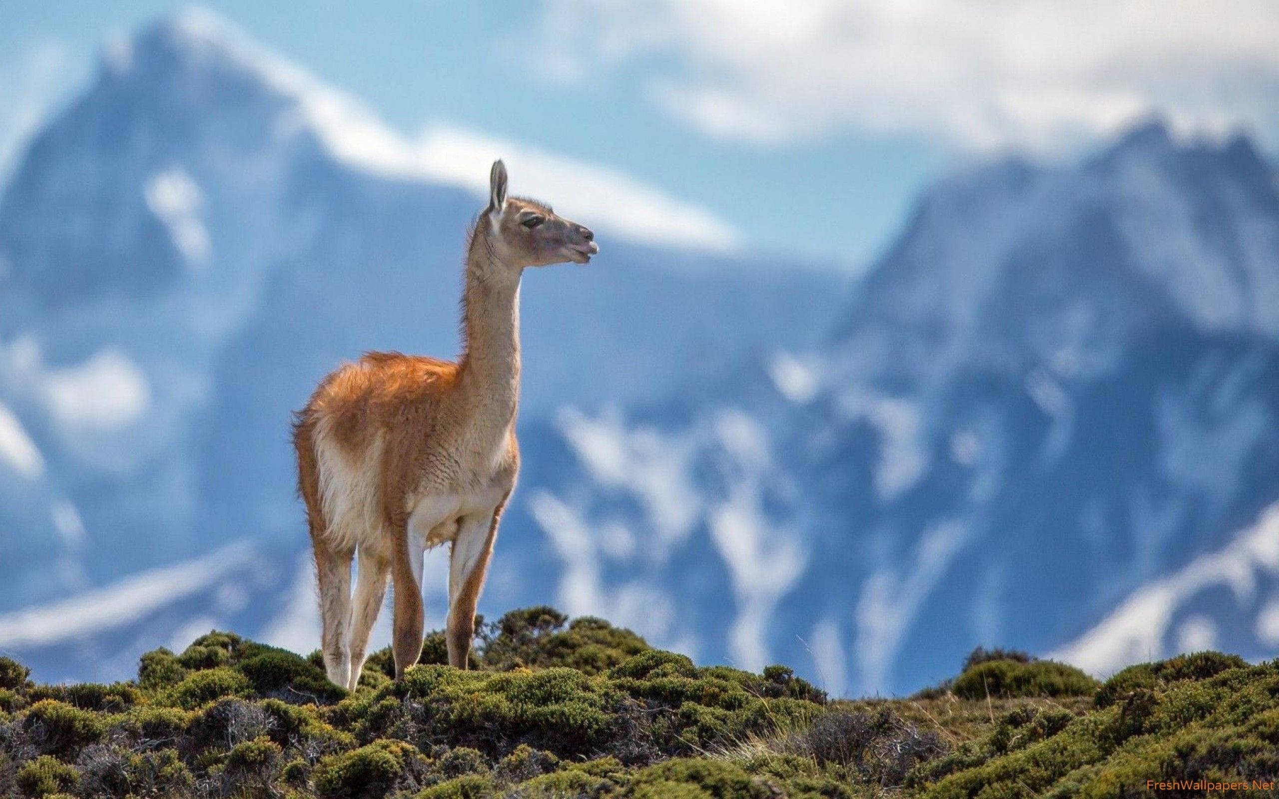 Alpaca 桌布 壁紙 — 一隻駱馬警覺地站在長滿苔蘚的山坡上，背後是白雪覆蓋的山脈，在明亮的藍天下聳立。