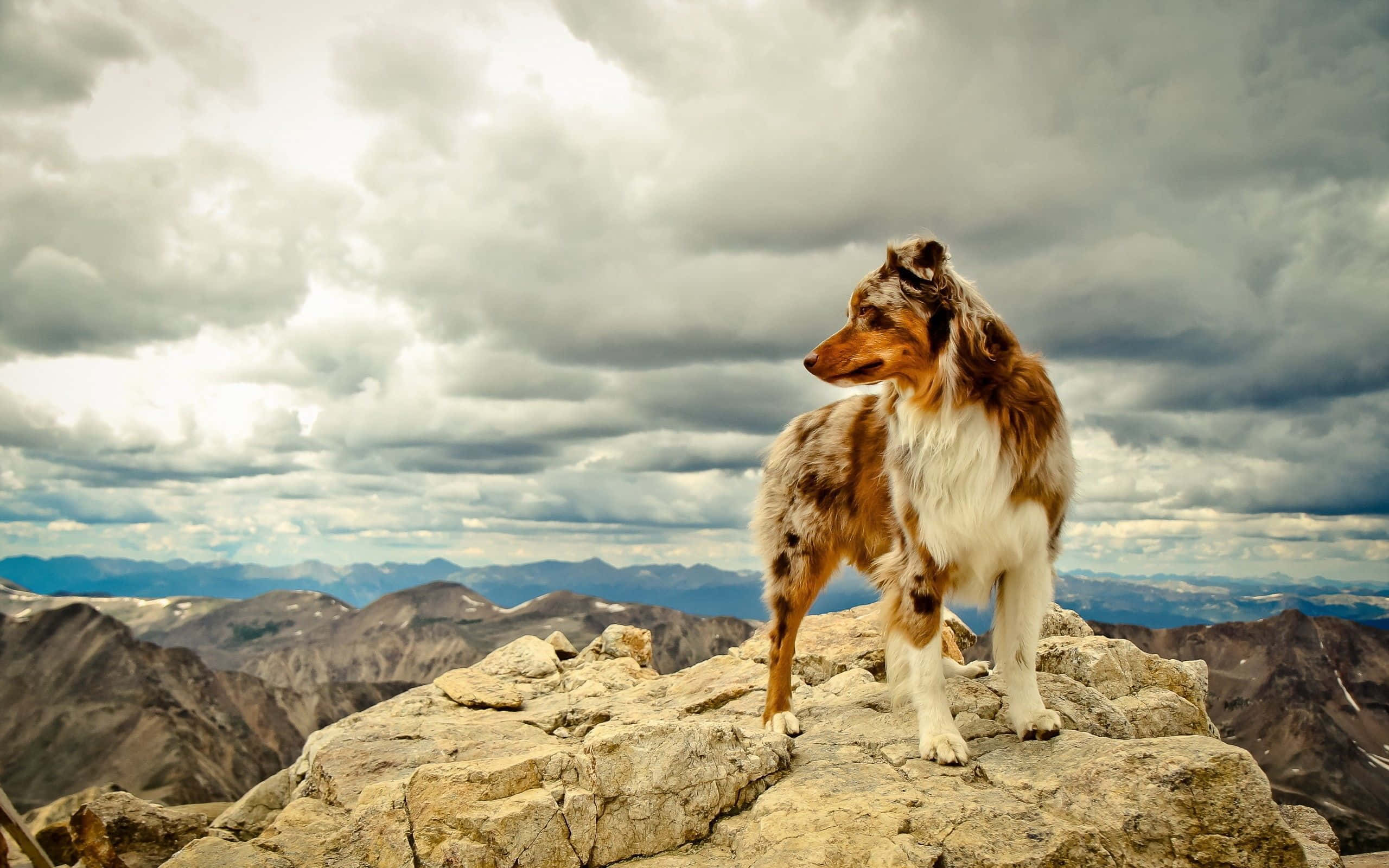 狗 桌布 壁紙 — 一隻驕傲的梅爾色澳洲牧羊犬站在崎嶇的山頂上，天空烏雲密佈，氣氛戲劇化。