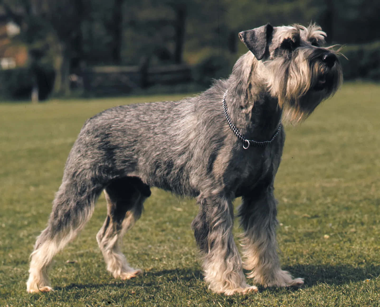Schnauzer 桌布 壁紙 — 一隻驕傲的灰色雪納瑞在陽光明媚的草地上警覺地站著，背景有柔和的樹木。