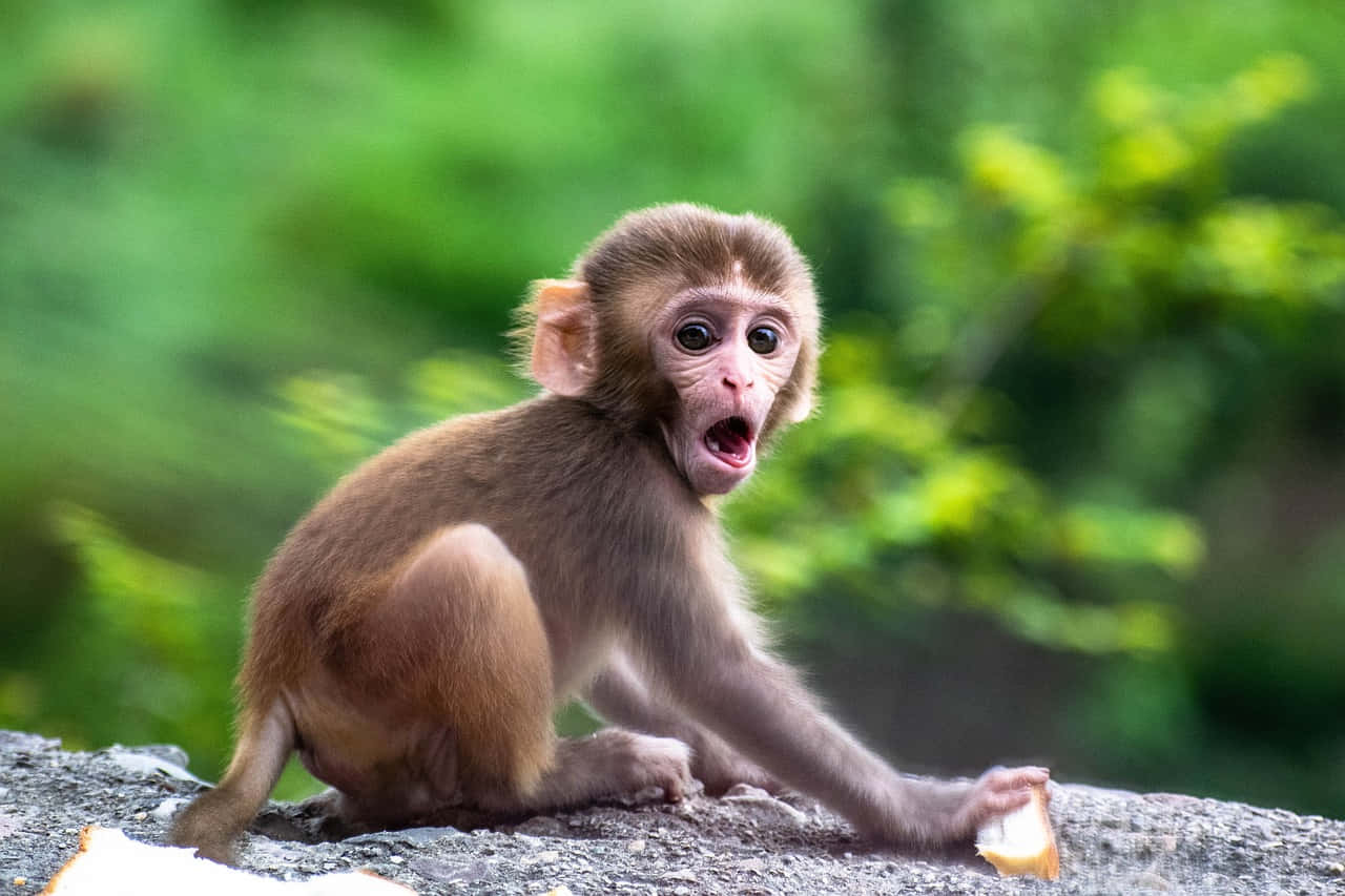 Baby Monkey 桌布 壁紙 — 一隻驚訝的嬰兒猴子睜大眼睛坐在岩石上，拿著一片麵包，背景是模糊的綠色森林。