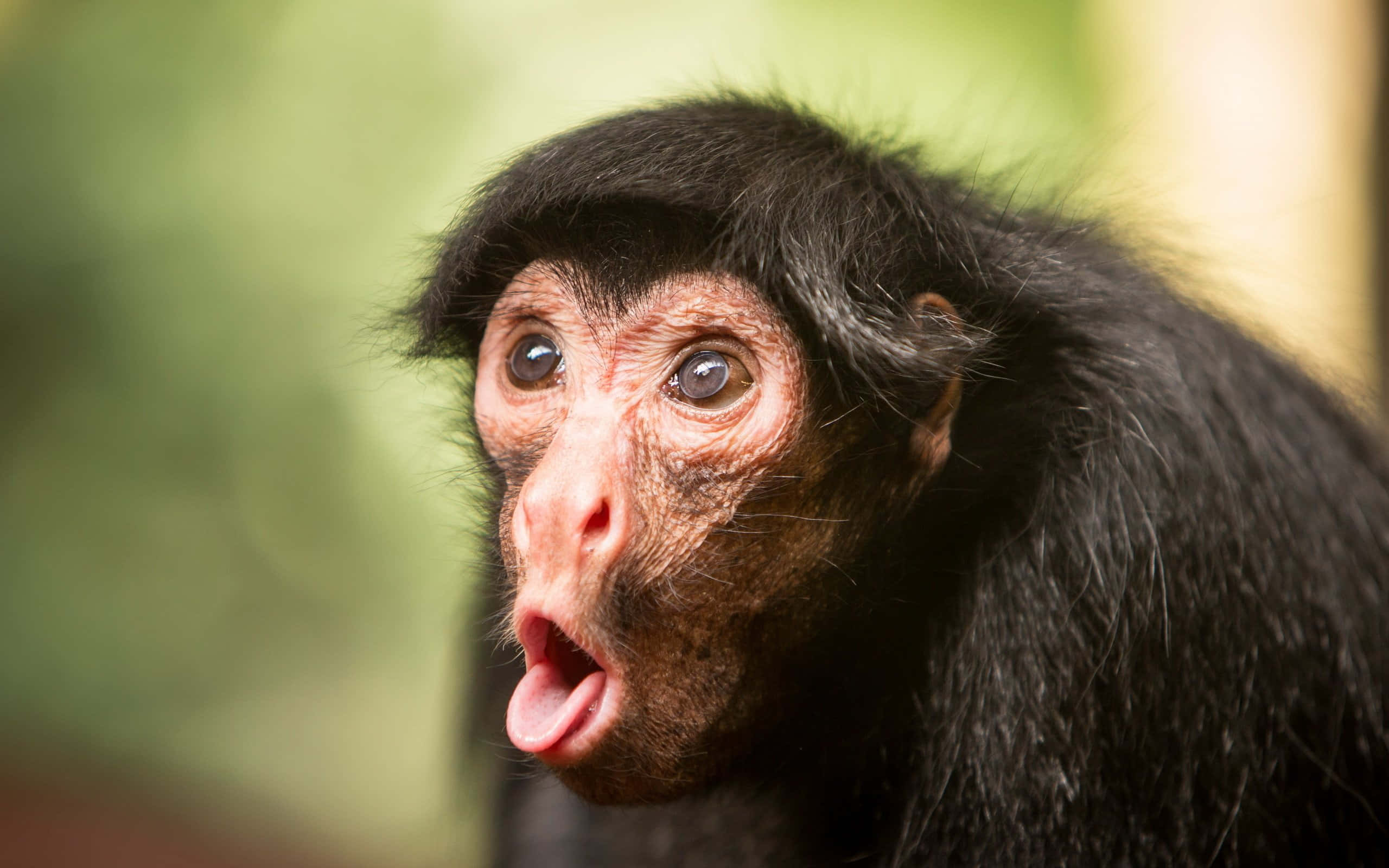 Monkey Funny 桌布 壁紙 — 一隻驚訝的蜘蛛猴特寫，眼睛睜大，嘴巴張開，背景是模糊的綠色。