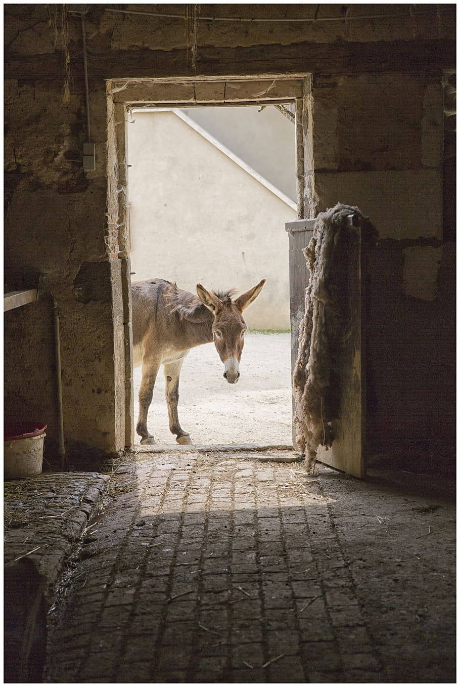 farm animals 桌布 壁紙 — 一隻驢子站在陽光普照的鄉村石馬廄門口，在磚地上投下長長的影子。