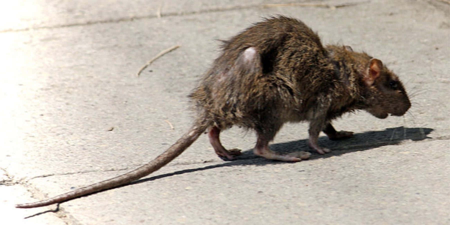 Rat 桌布 壁紙 — 一隻骯髒的棕色老鼠拖著長尾巴，在陽光照射的混凝土人行道上疾走，投下清晰的影子。