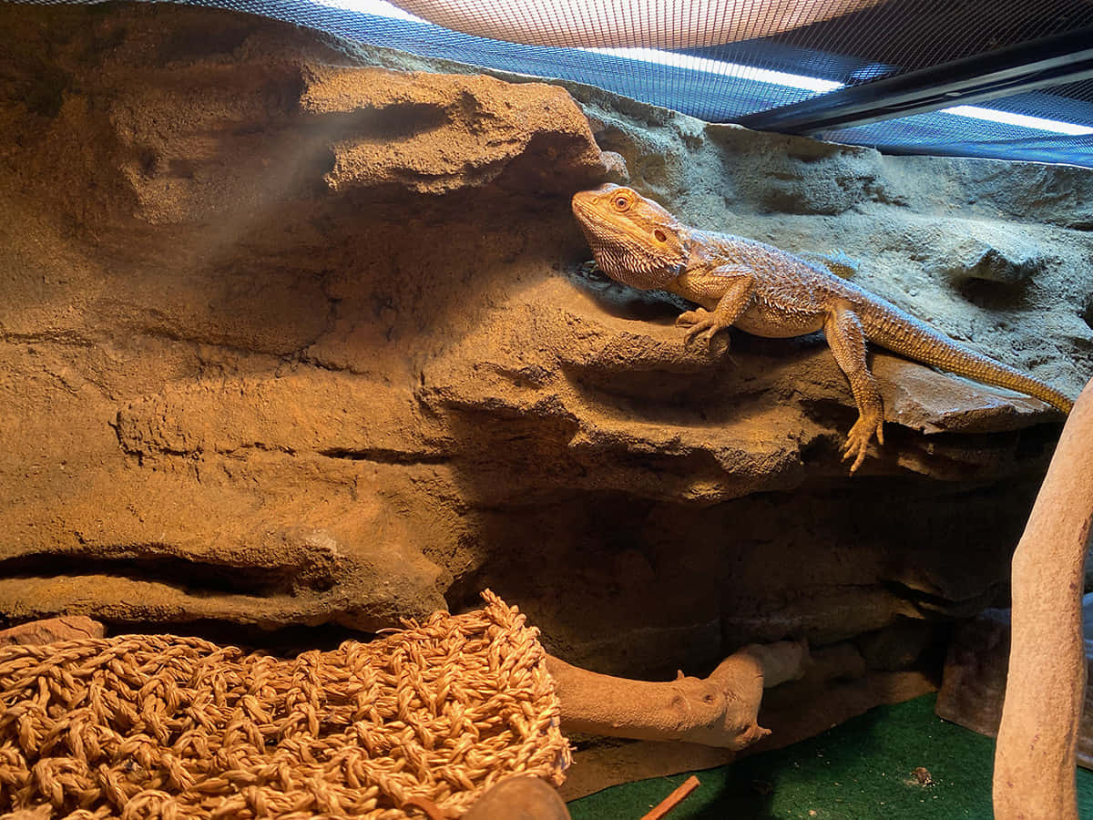 Reptile Tank 桌布 壁紙 — 一隻鬍鬚龍警覺地棲息在一個溫暖照明的飼養箱內有紋理的石頭上，上方有人造照明。