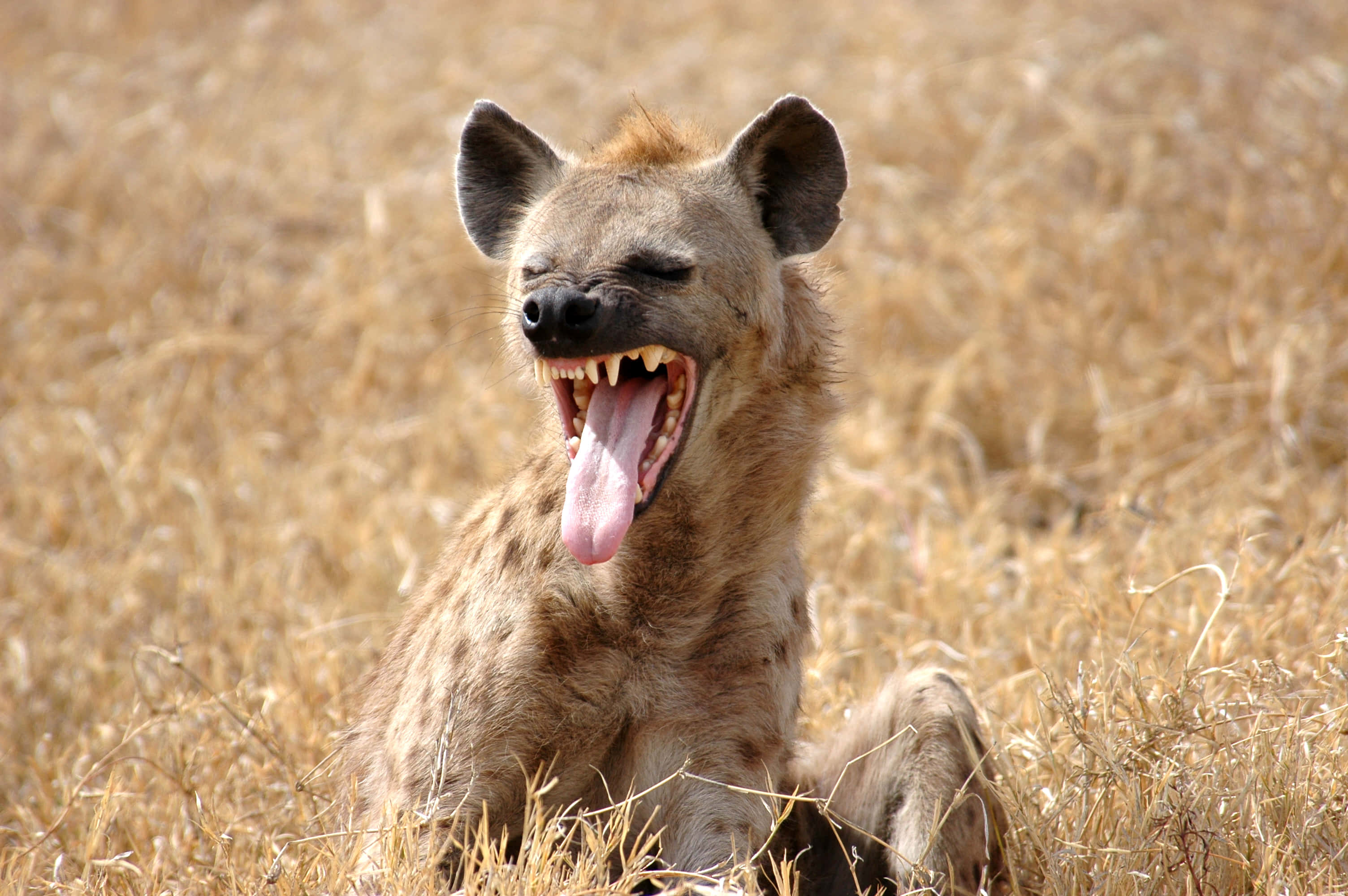 African Animals 桌布 壁紙 — 一隻鬣狗坐在乾草中，在明亮的陽光下張大嘴巴打呵欠，露出牙齒和舌頭。