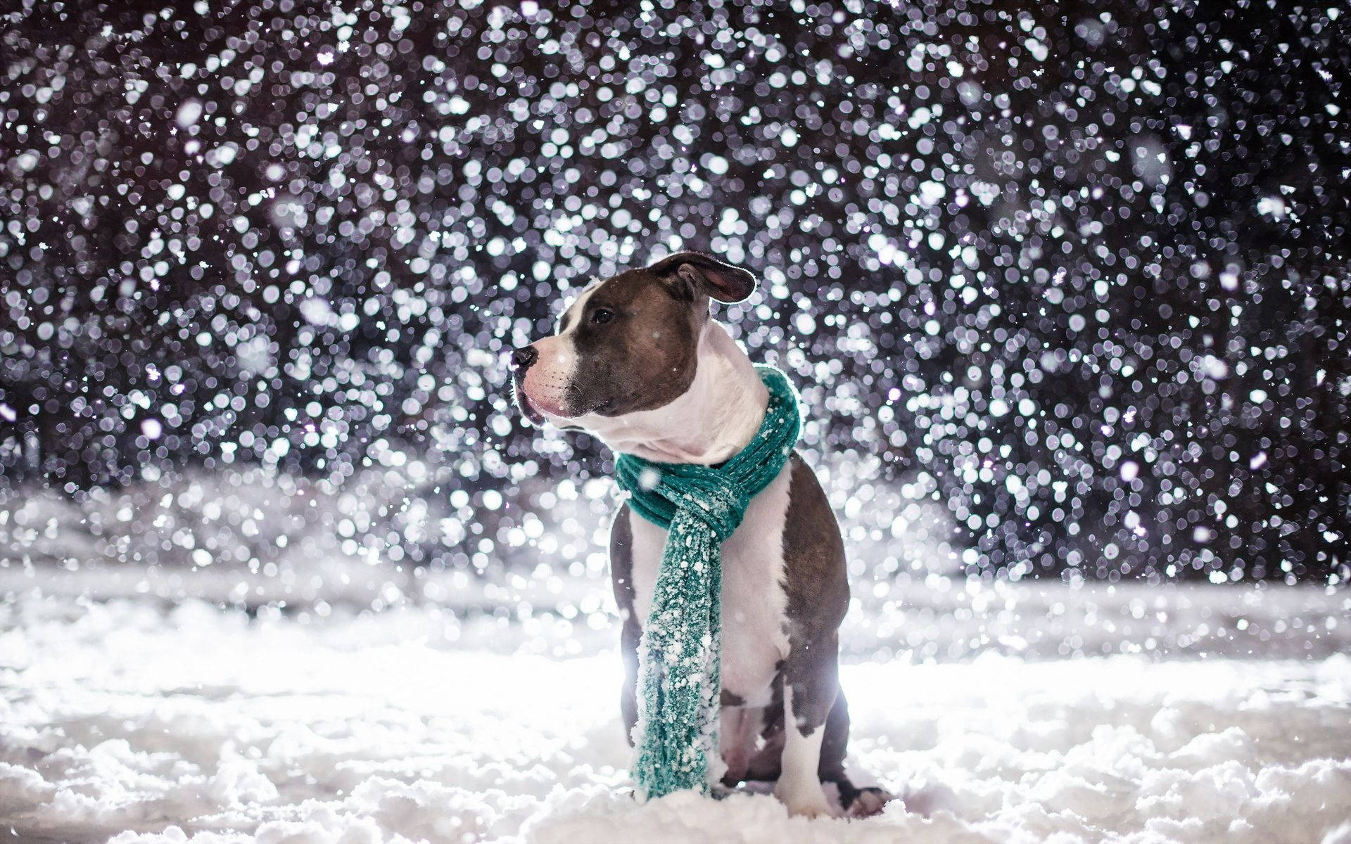老友記 桌布 壁紙 — 一隻鬥牛犬戴著青綠色圍巾坐在深雪中，雪花在牠周圍飄落，背景是暗色模糊的。
