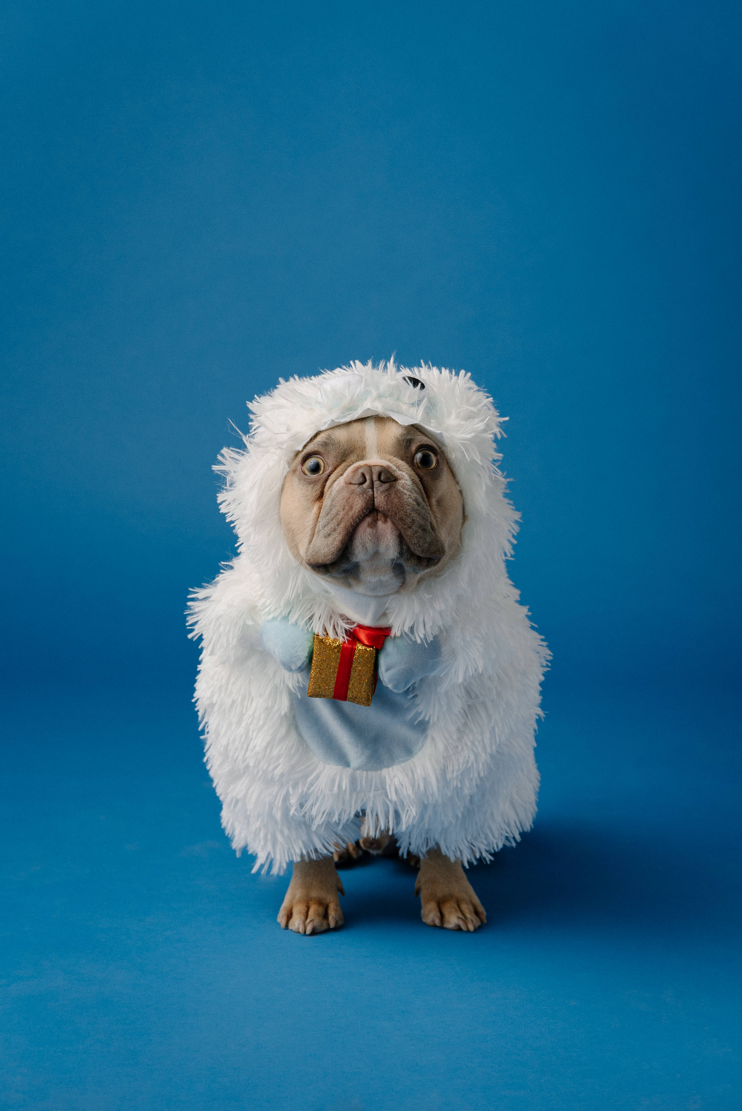 Santa 桌布 壁紙 — 一隻鬥牛犬穿著毛茸茸的白色綿羊服裝，戴著禮物蝴蝶結，站在純藍色背景前。