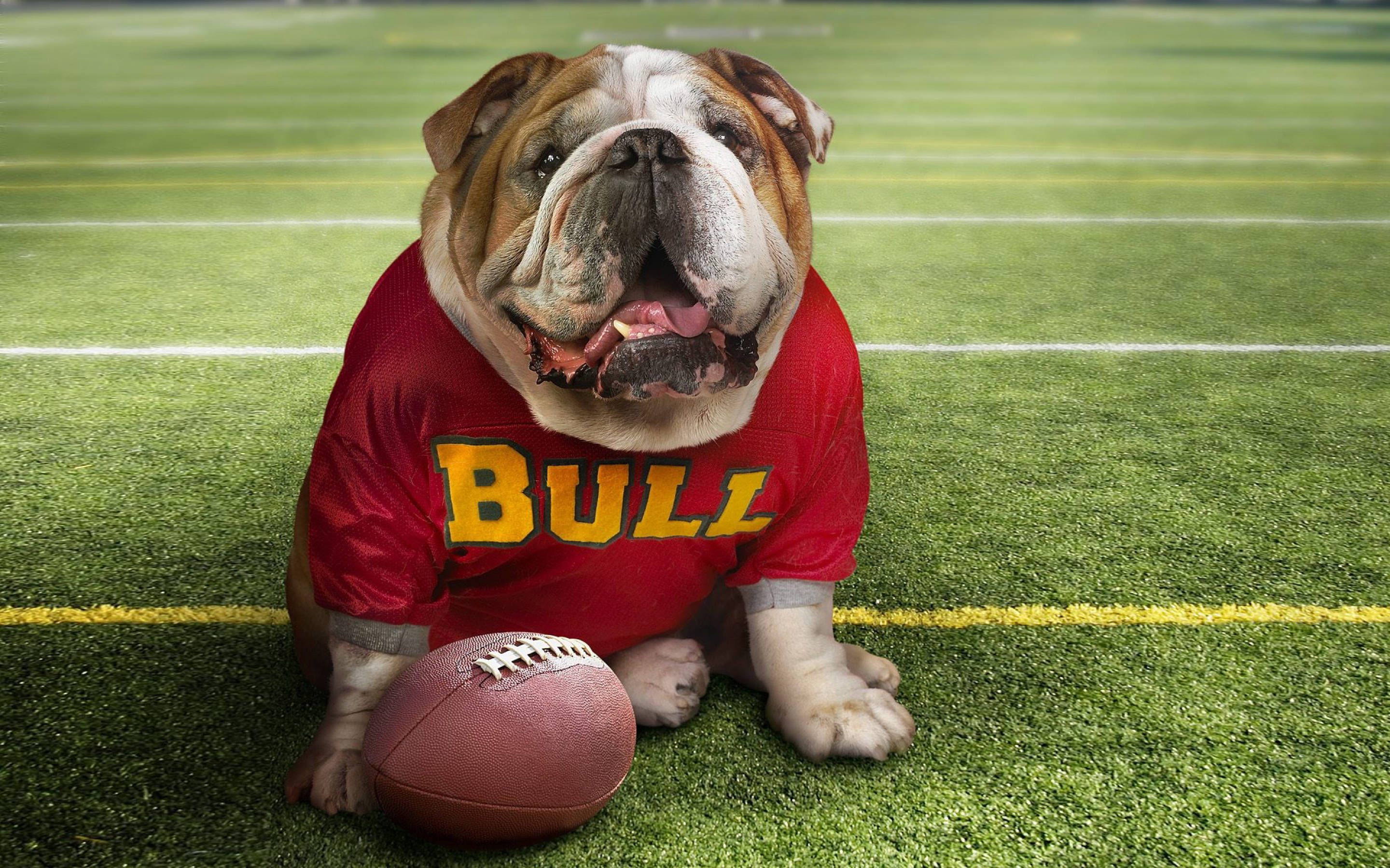 English Bulldog 桌布 壁紙 — 一隻鬥牛犬穿著紅色 'BULL' 球衣，驕傲地坐在足球場上，旁邊有一個足球。