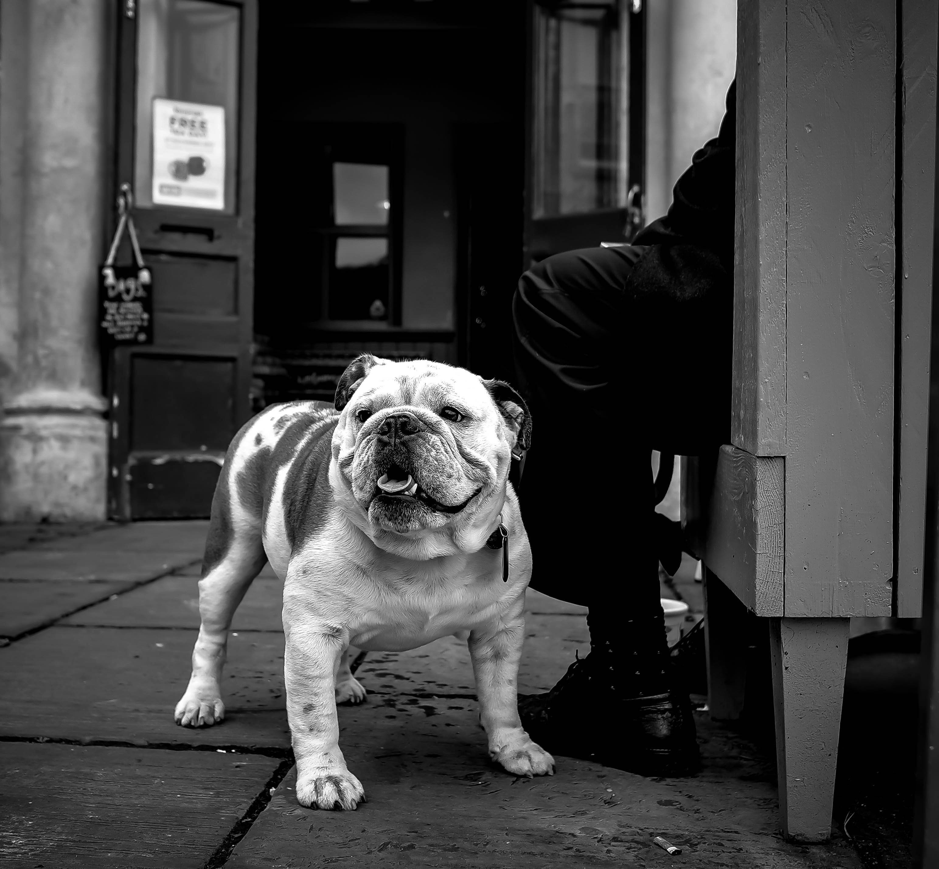 Bulldog 桌布 壁紙 — 一隻鬥牛犬警覺地站在人行道上，旁邊有人坐在門廊階梯上，構成清晰的黑白城市場景。