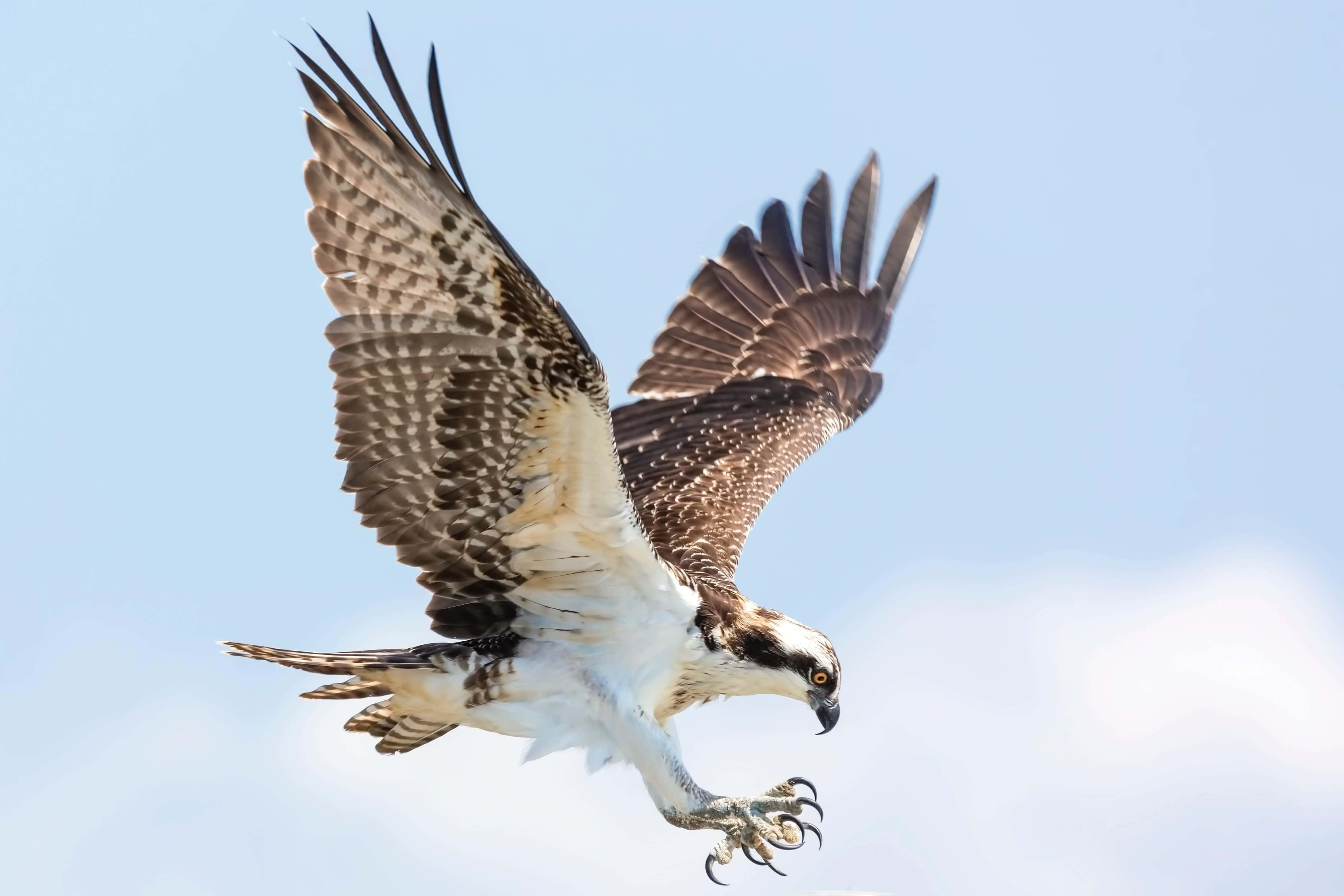 Osprey 桌布 壁紙 — 一隻魚鷹在晴朗的藍天下展翅翱翔，爪子在空中伸展。