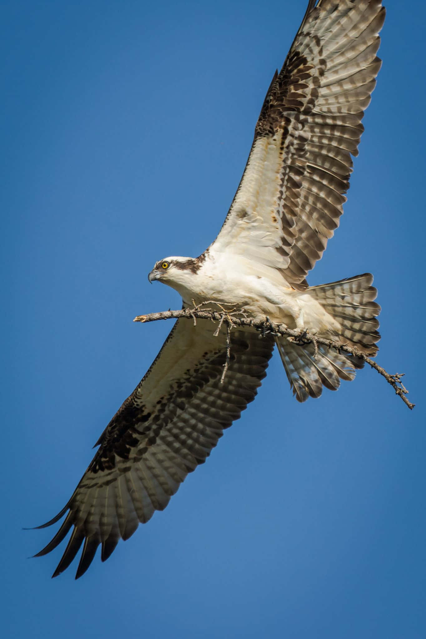Osprey 桌布 壁紙 — 一隻魚鷹在清澈的藍天中翱翔，爪中抓著一根樹枝。