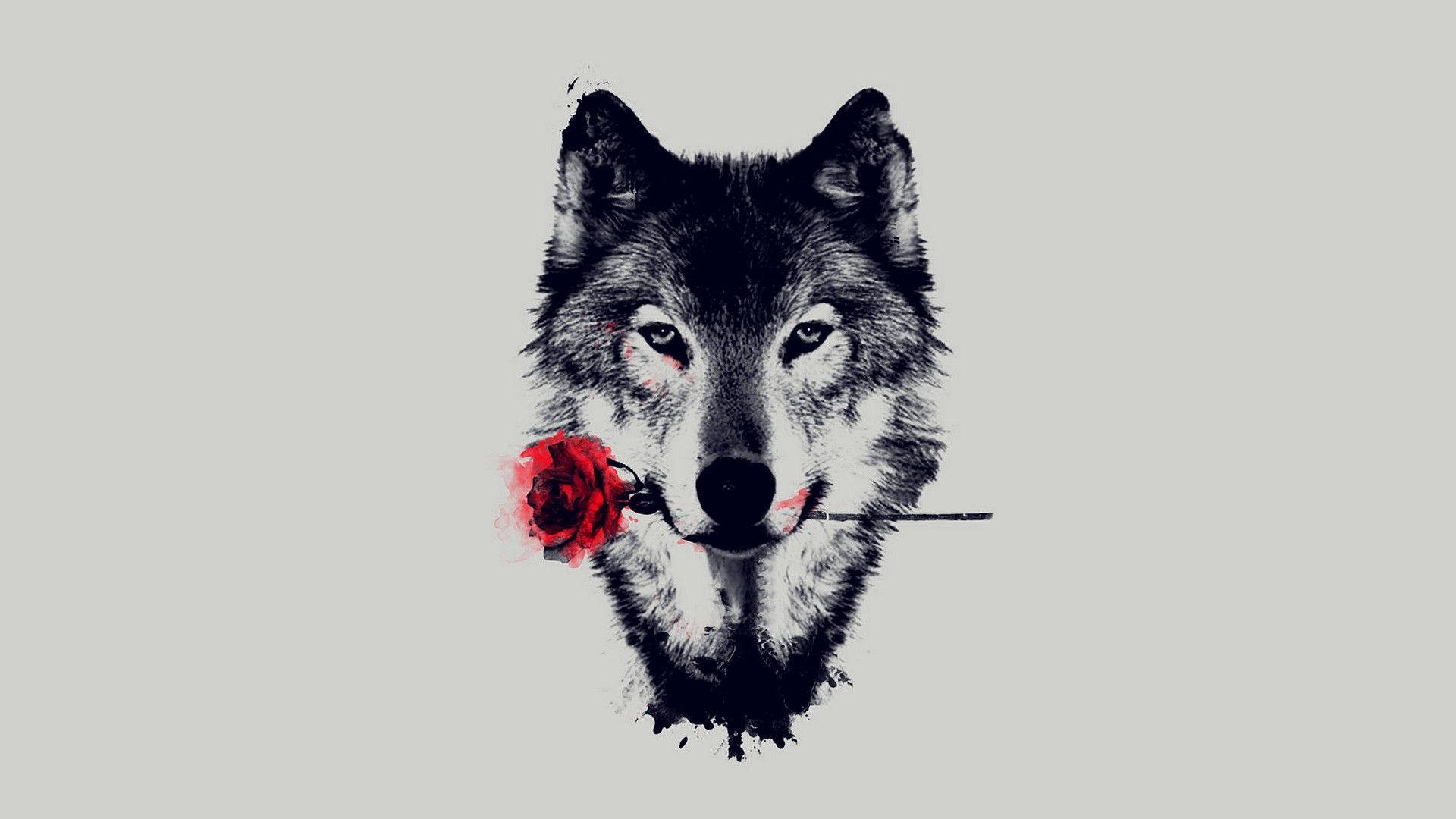 HD Wolf 桌布 壁紙 — 一隻鮮明的黑白狼叼著一朵鮮紅的玫瑰，背景是柔和的灰色。