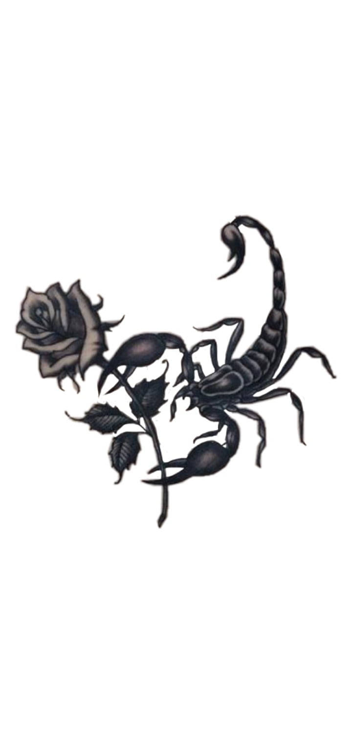 Roses 桌布 壁紙 — 一隻鮮明的黑色蠍子蜷縮在一朵枯萎的玫瑰周圍，玫瑰帶有深色葉子，背景是純白色。