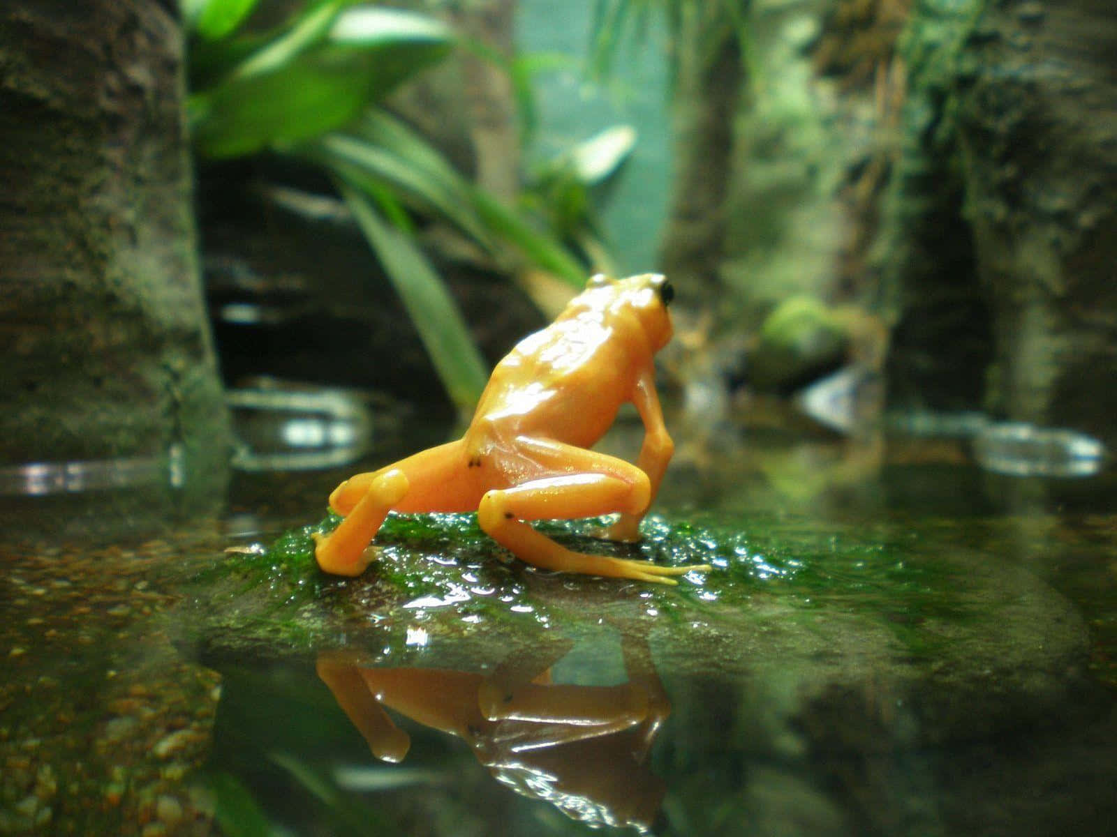 Frog 桌布 壁紙 — 一隻鮮橙色的青蛙棲息在水邊長滿苔蘚的石頭上，背景是茂密的綠色叢林。