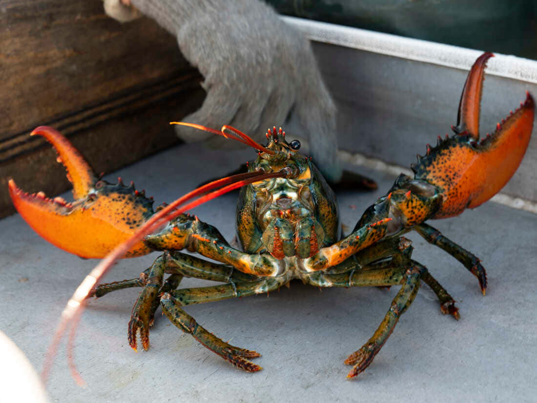 Lobster 桌布 壁紙 — 一隻鮮活的龍蝦，帶有橙色鉗子和綠藍色外殼，停放在木船邊緣附近的金屬表面上。