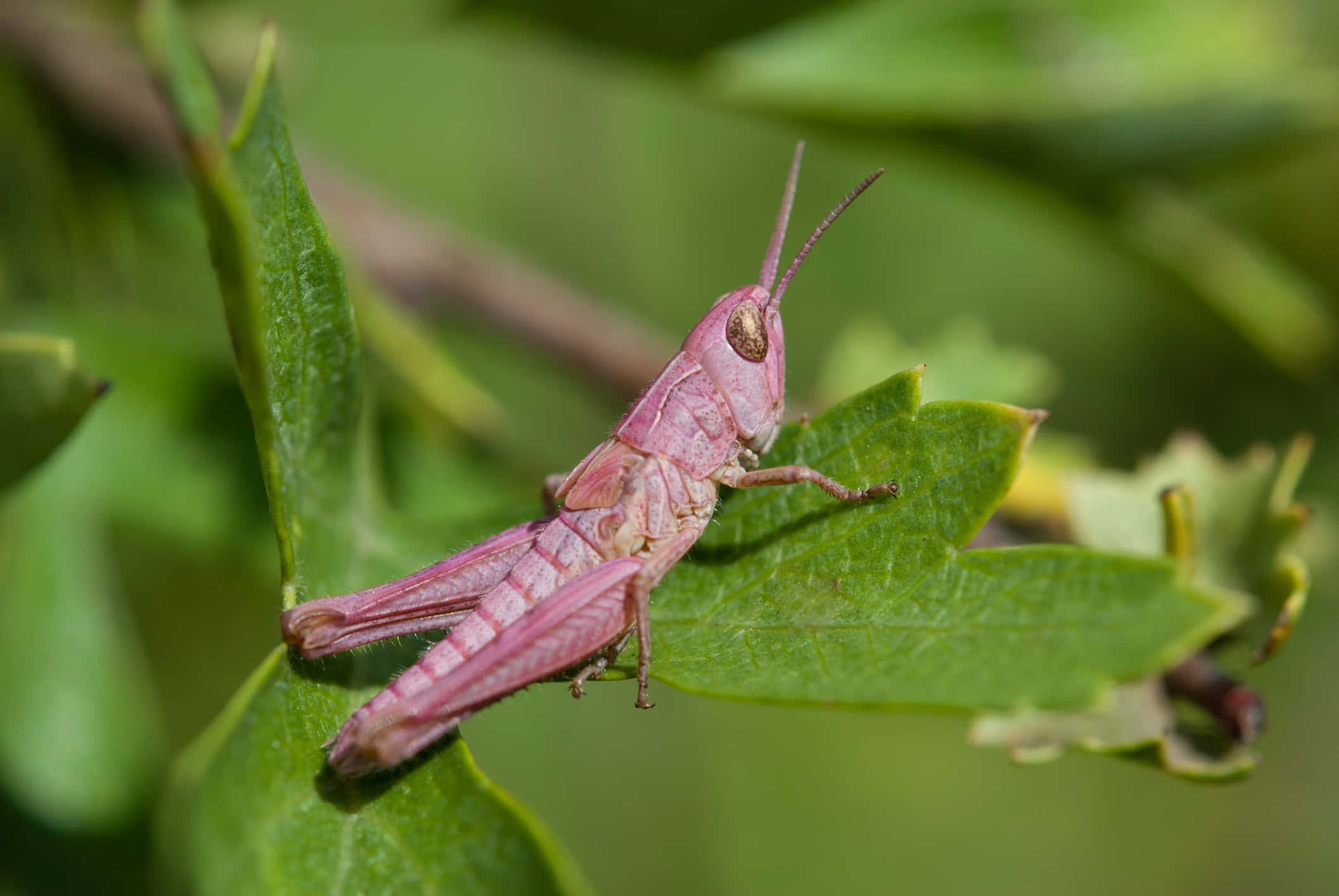 Grasshopper 桌布 壁紙 — 一隻鮮粉紅色的蚱蜢輕輕停在一片亮綠色的葉子上，柔和自然光線下。