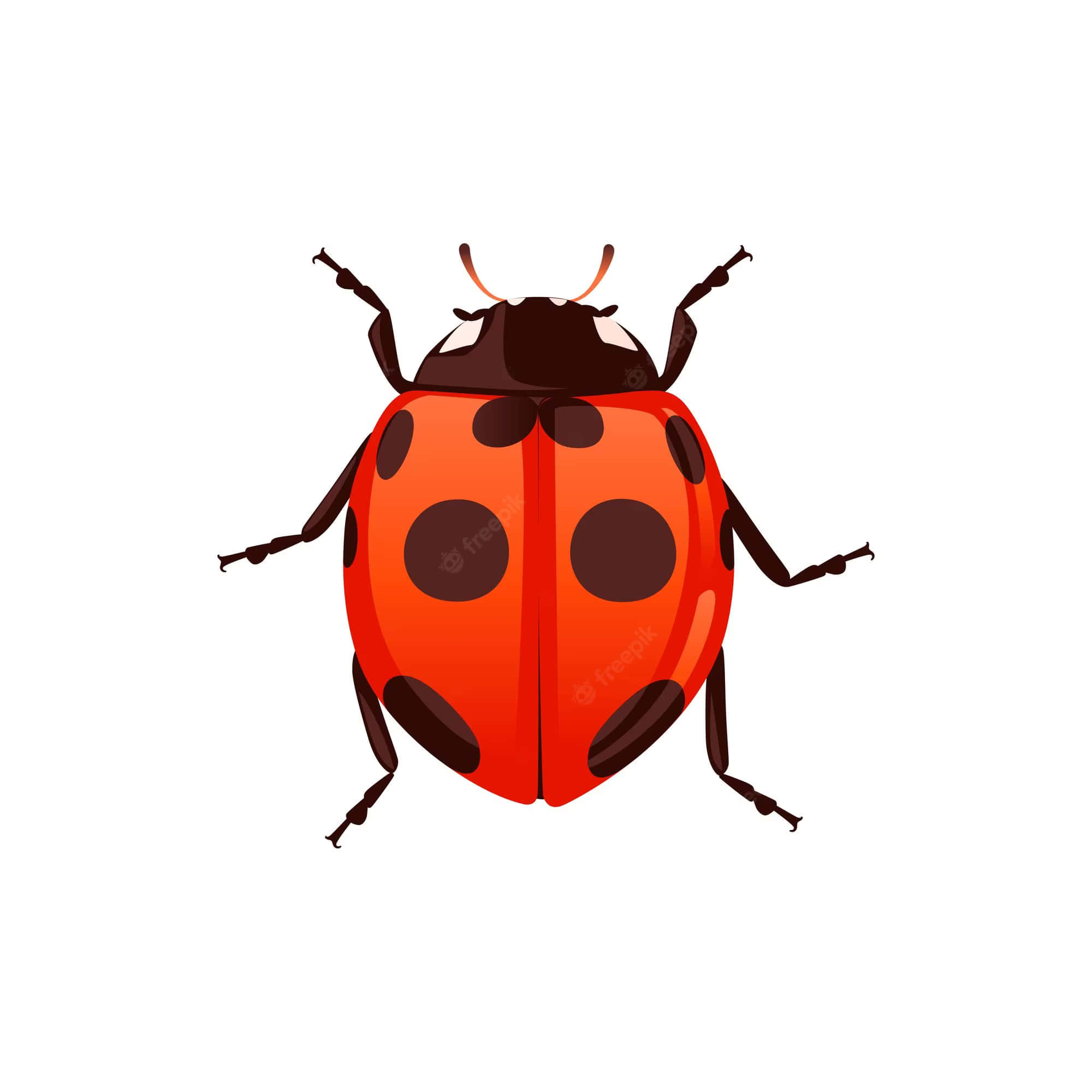 bug 桌布 壁紙 — 一隻鮮紅色、帶有黑色斑點和觸角的瓢蟲，以平面向量風格顯示在白色背景上。