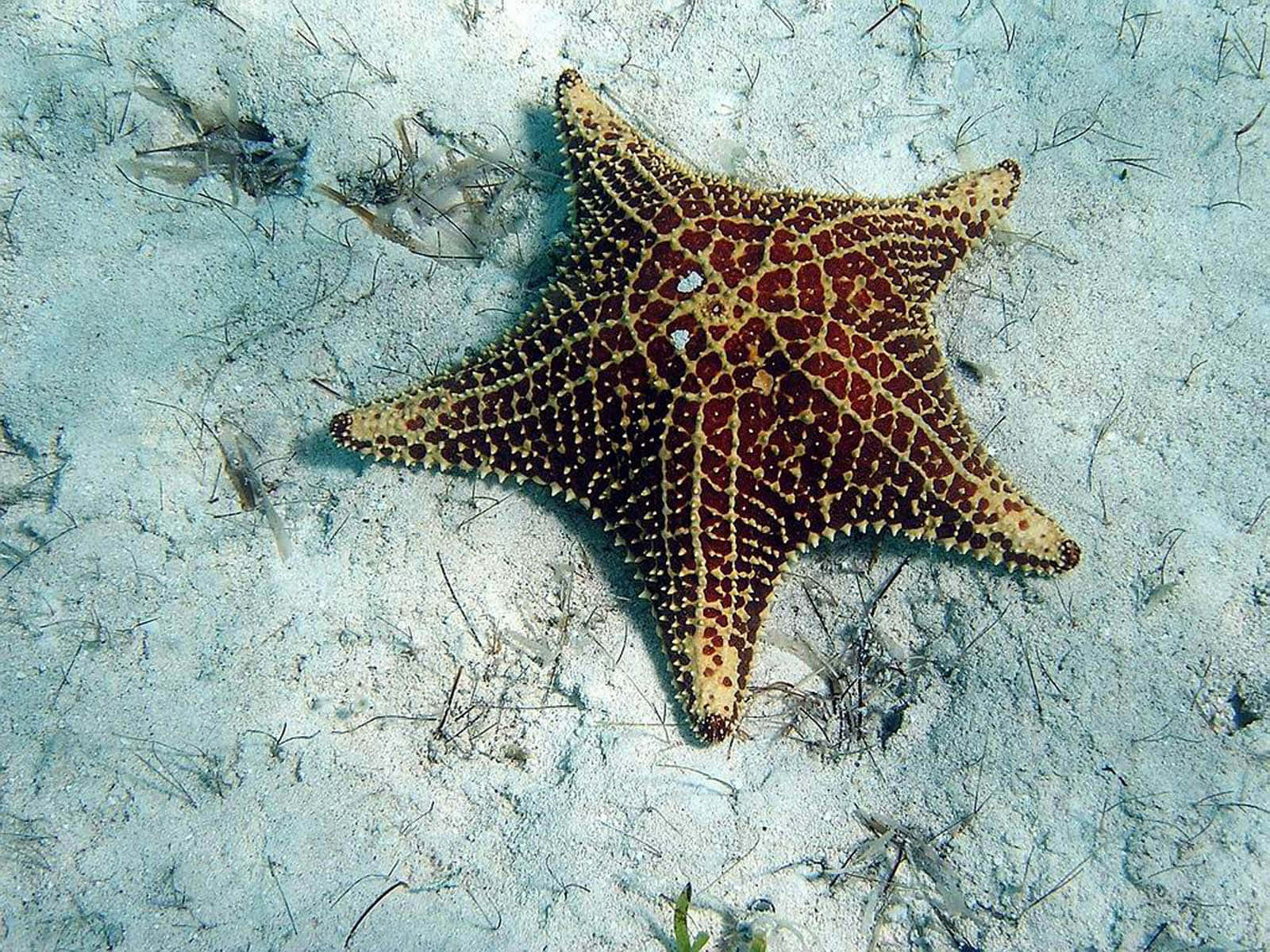 Starfish 桌布 壁紙 — 一隻鮮紅色和米色的海星，帶有尖刺質感，躺在點綴著稀疏海草的沙質海底上。